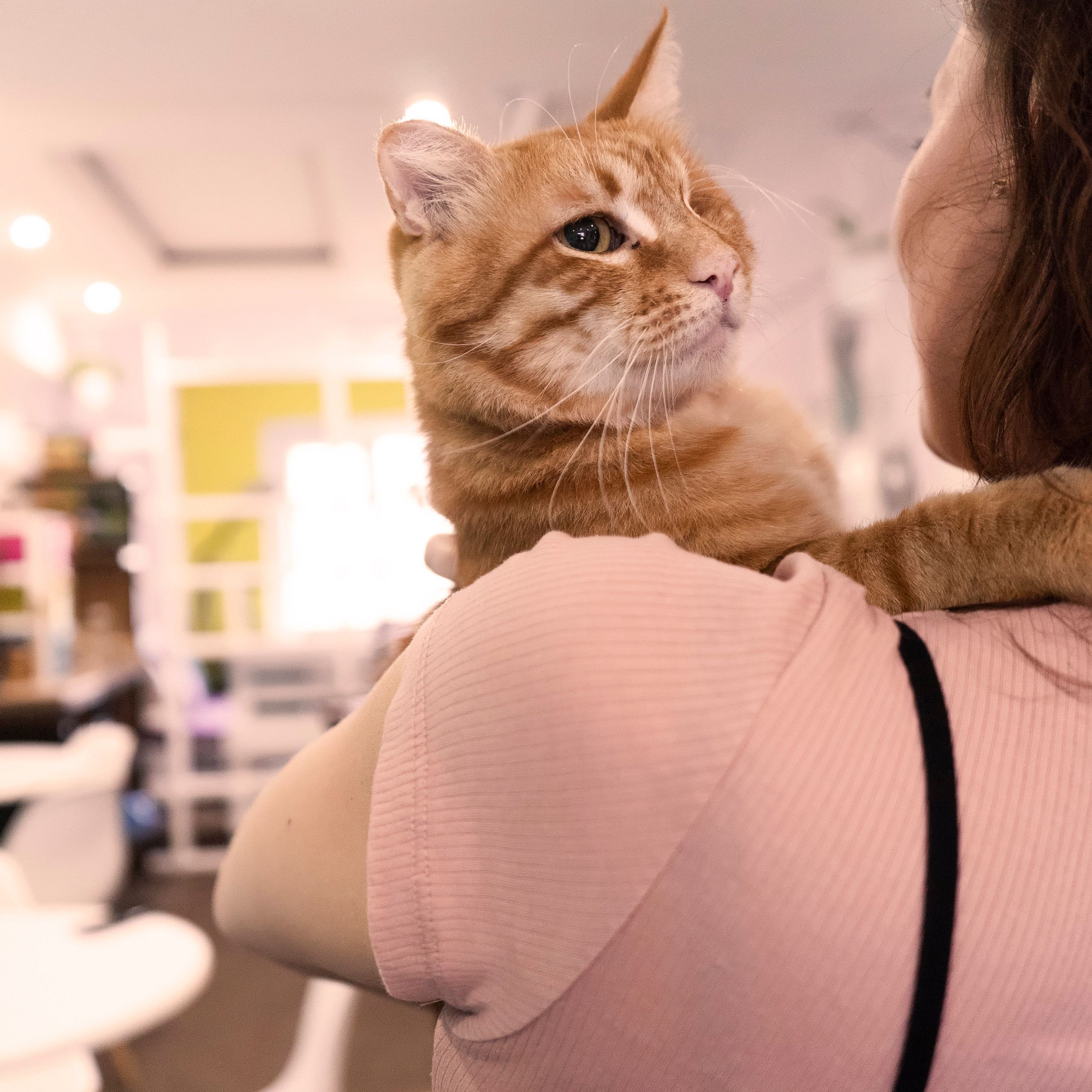 Котокафе. Фотограф в Чите Анна Фисенко