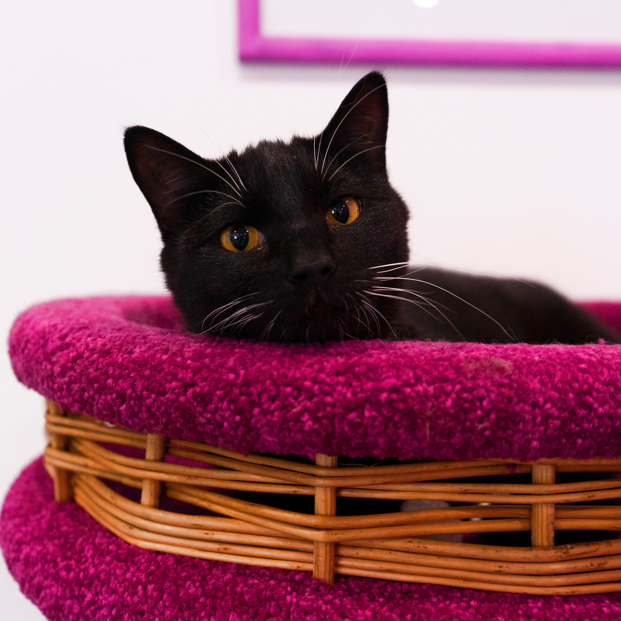 Котокафе. Фотограф в Чите Анна Фисенко