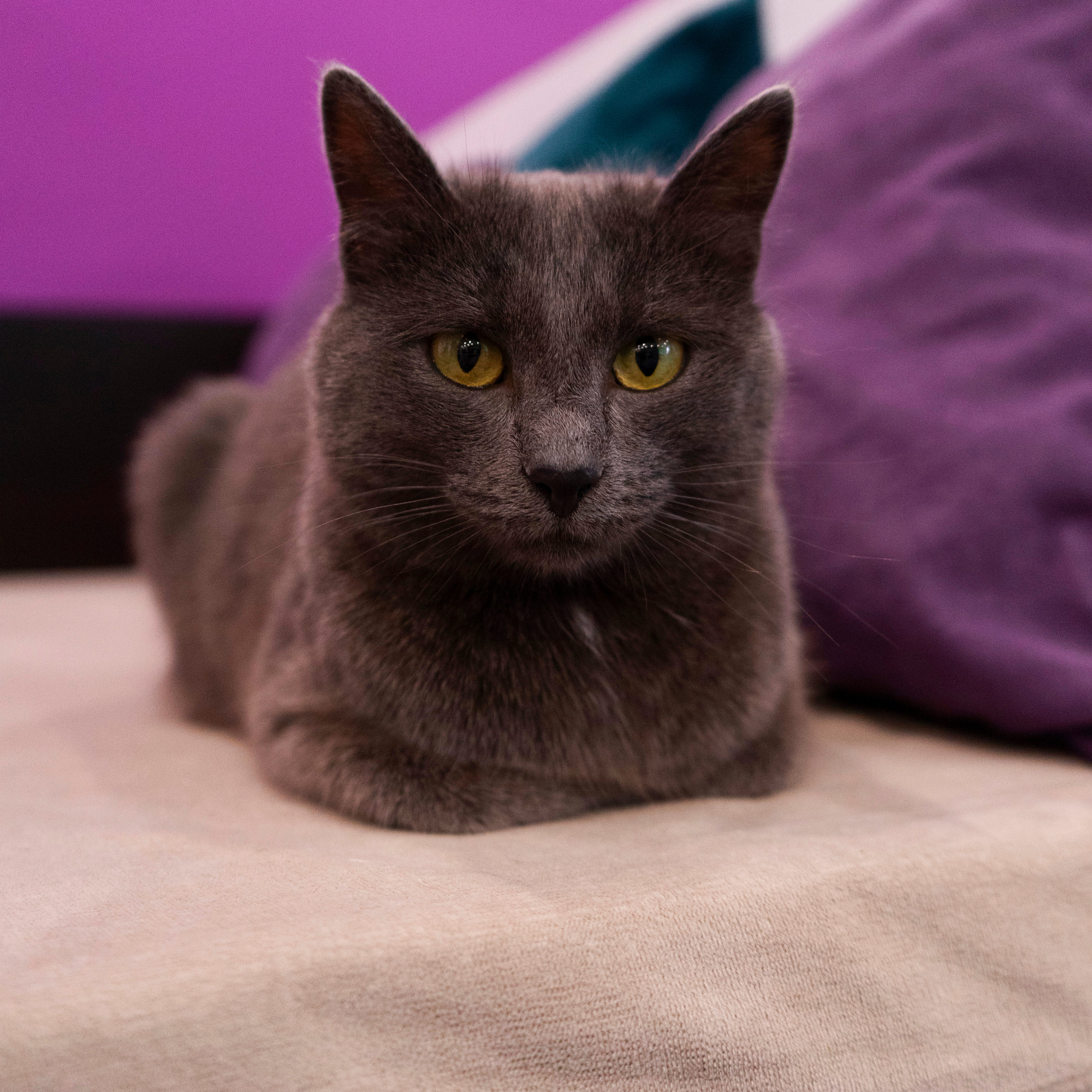 Котокафе. Фотограф в Чите Анна Фисенко