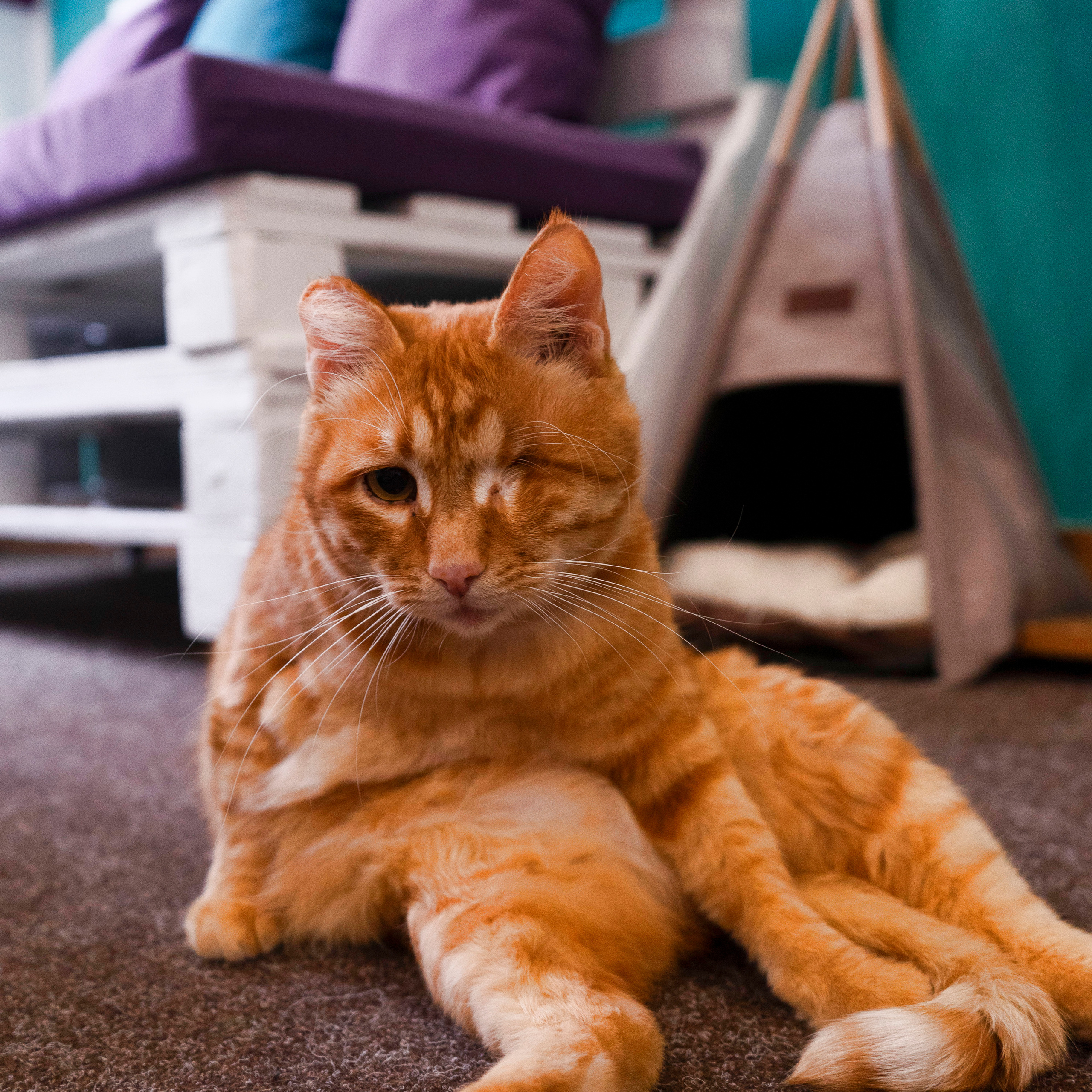 Котокафе. Фотограф в Чите Анна Фисенко