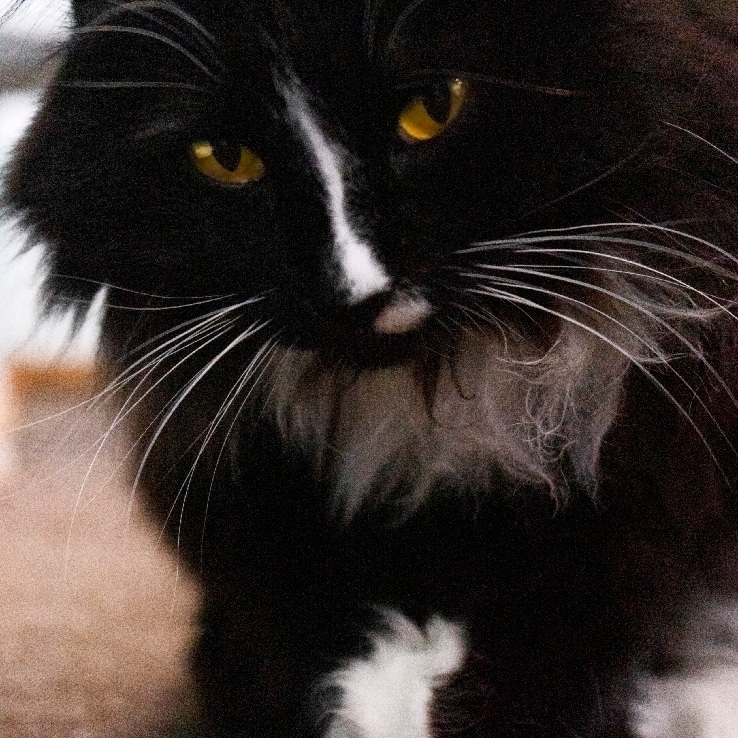 Котокафе. Фотограф в Чите Анна Фисенко