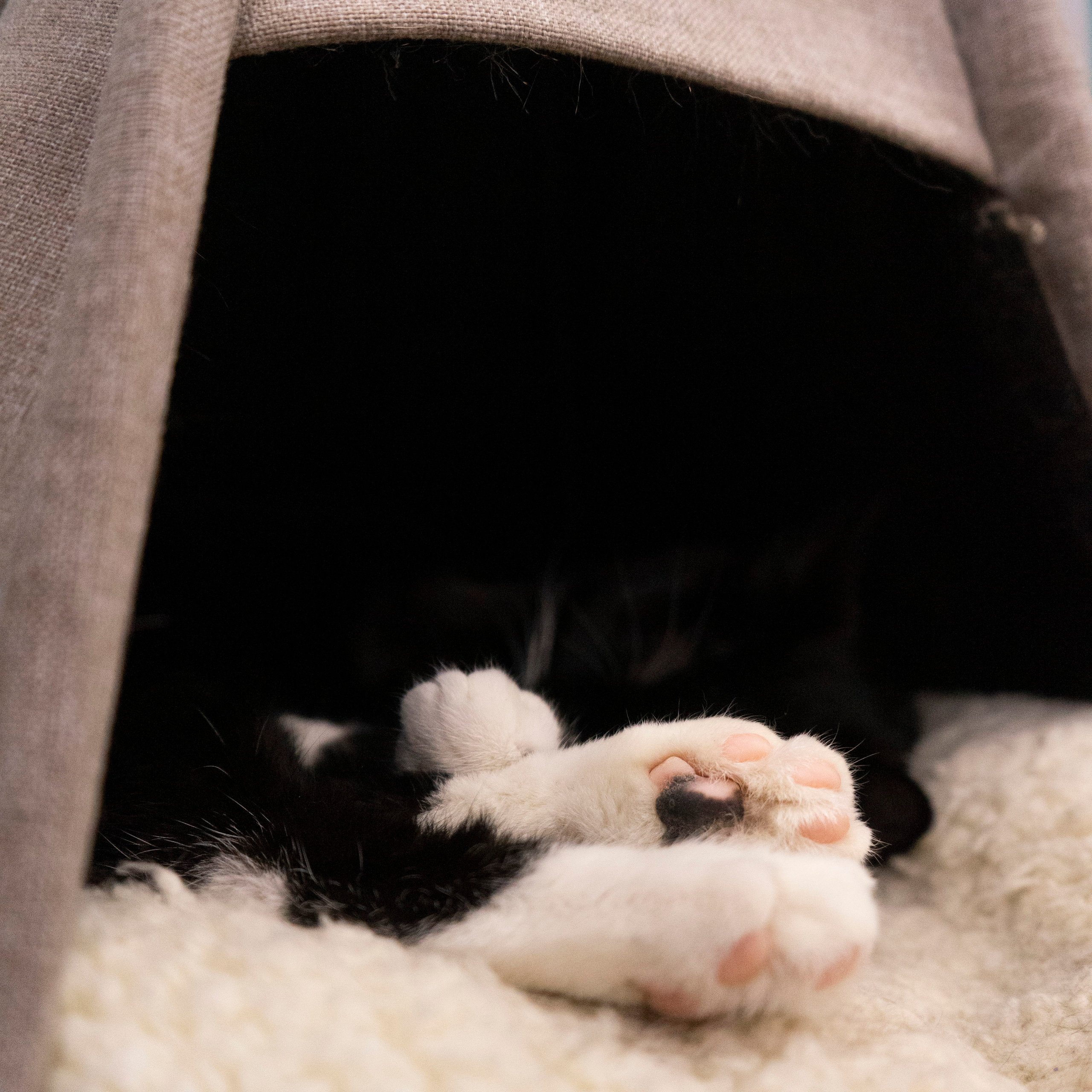 Котокафе. Фотограф в Чите Анна Фисенко