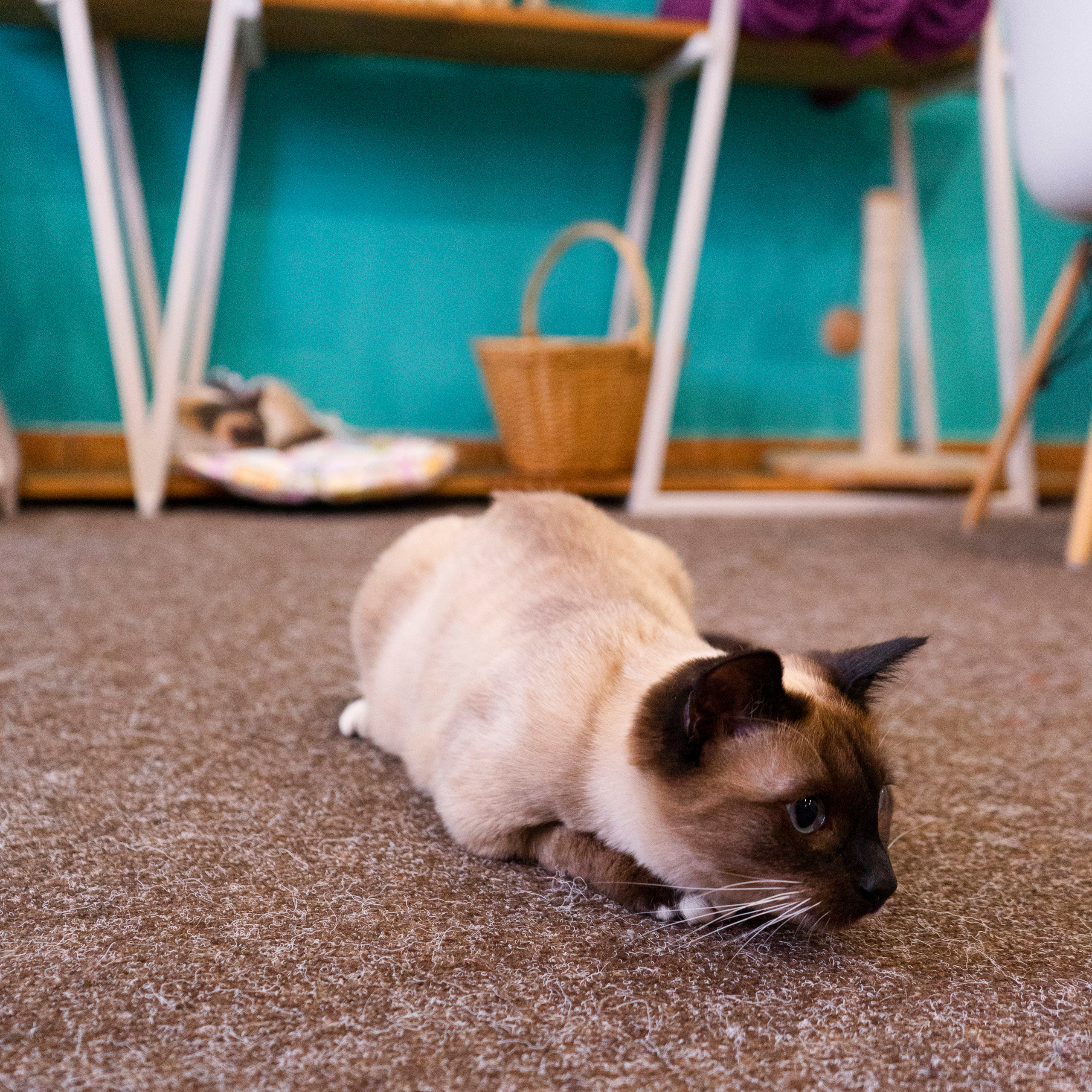 Котокафе. Фотограф в Чите Анна Фисенко