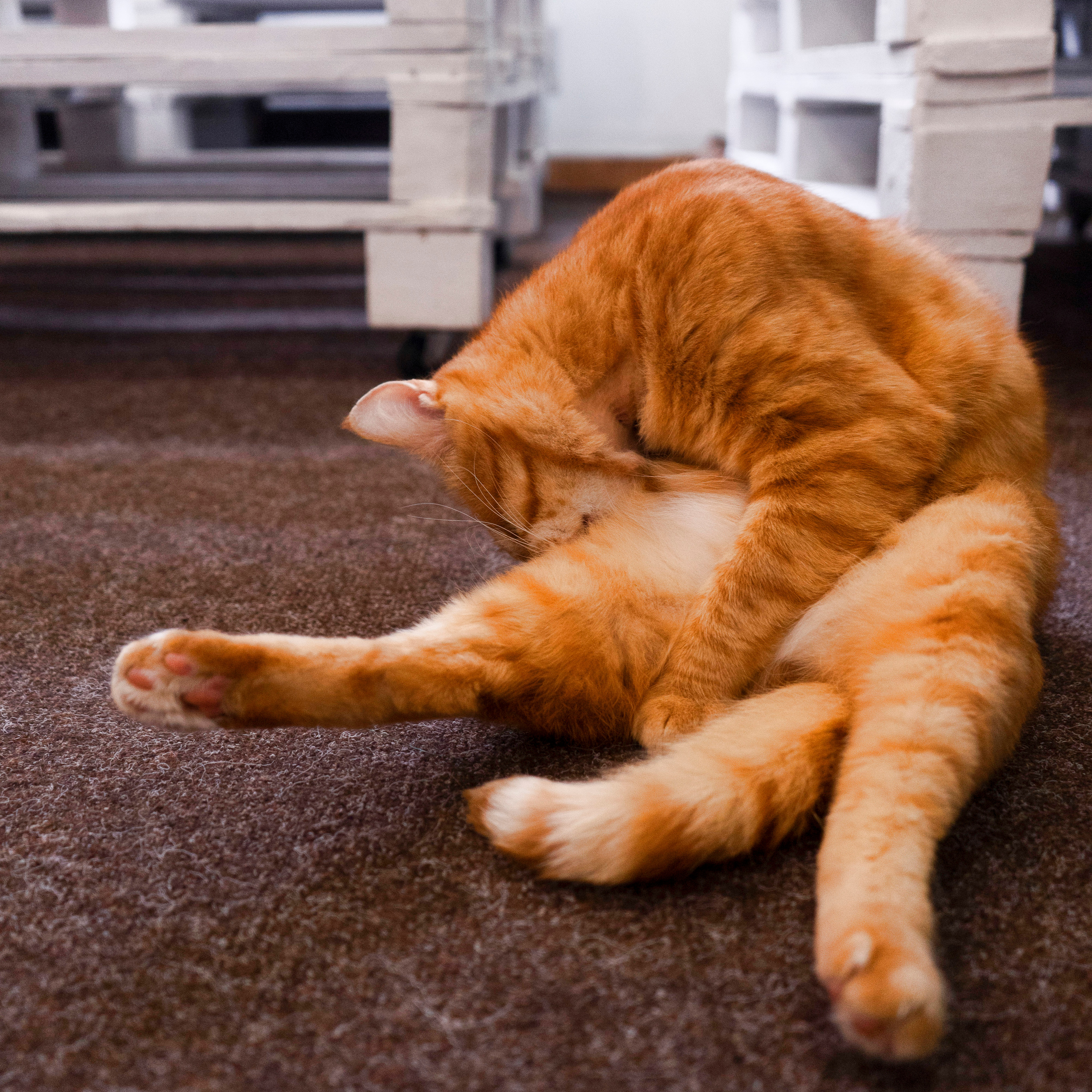 Котокафе. Фотограф в Чите Анна Фисенко