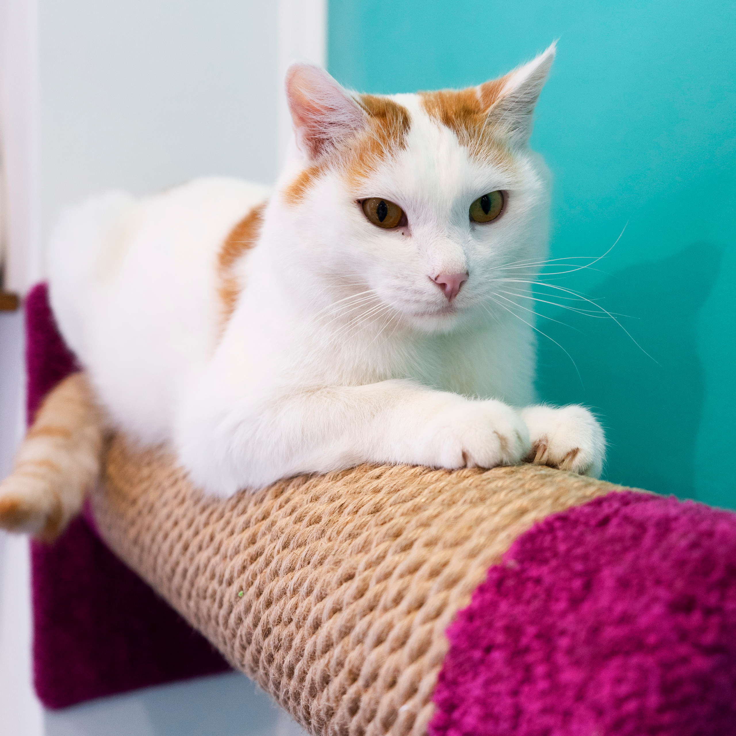 Котокафе. Фотограф в Чите Анна Фисенко