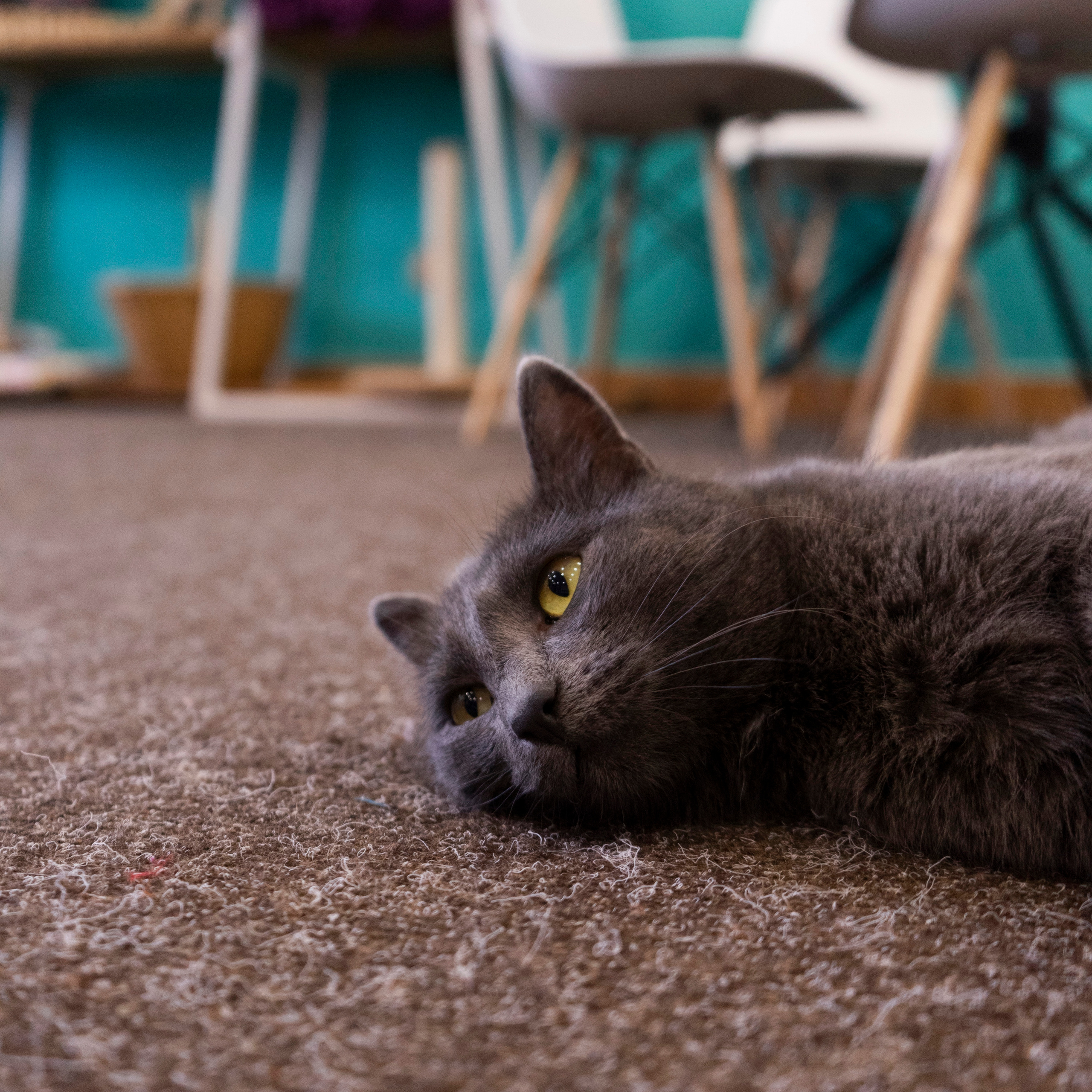 Котокафе. Фотограф в Чите Анна Фисенко