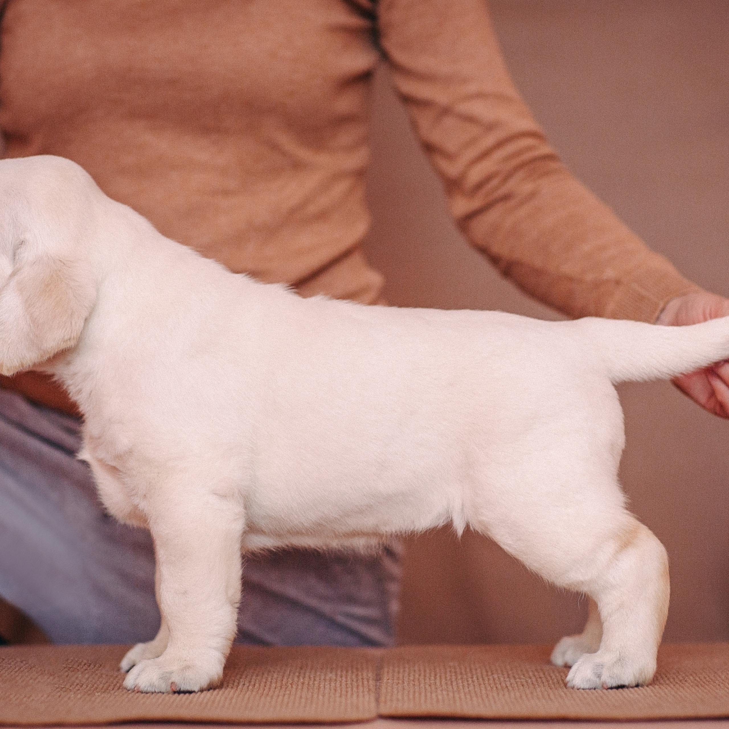 Анималистика. Свадебный и семейный фотограф Елизавета Ермак | Москва и МО