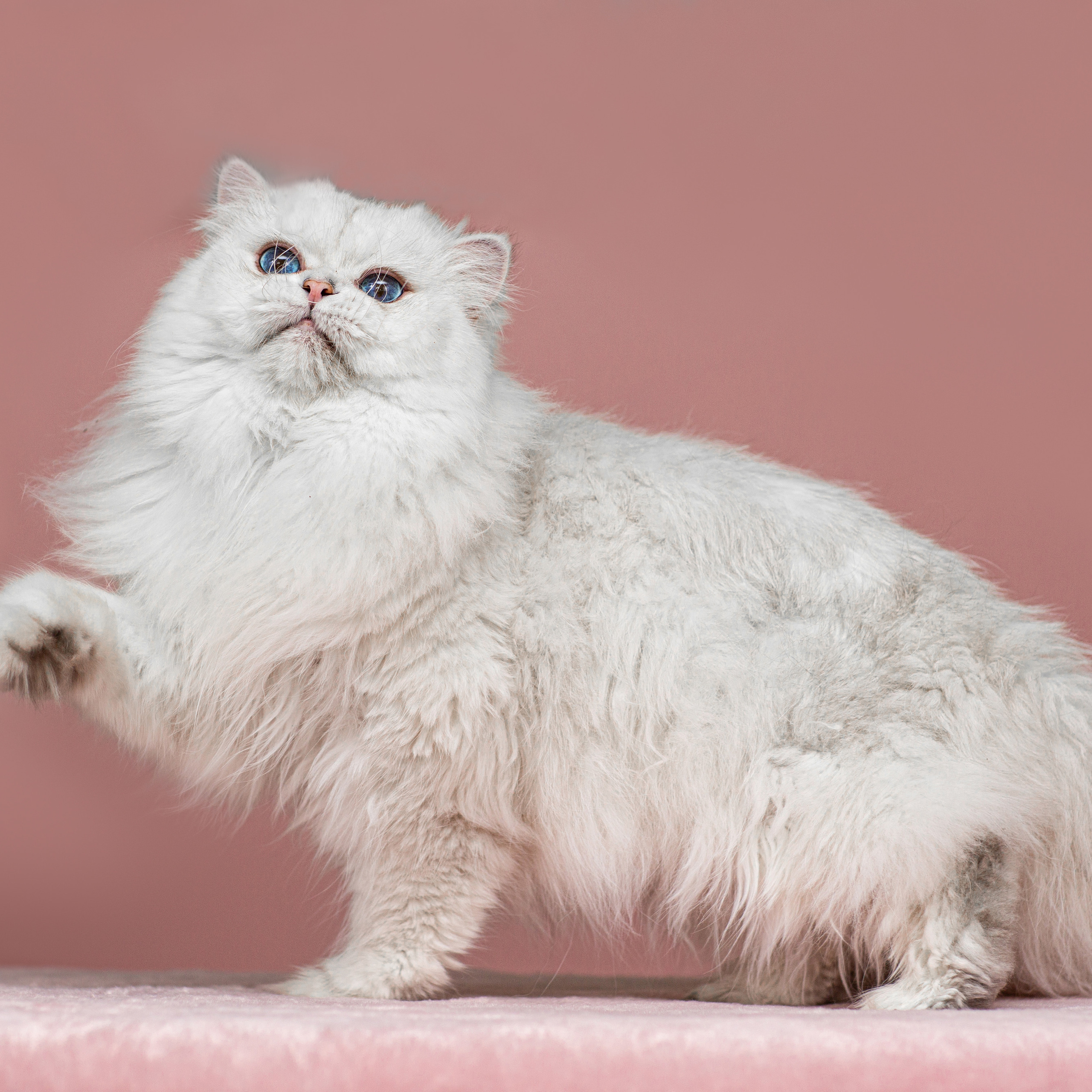 Анималистика. Свадебный и семейный фотограф Елизавета Ермак | Москва и МО