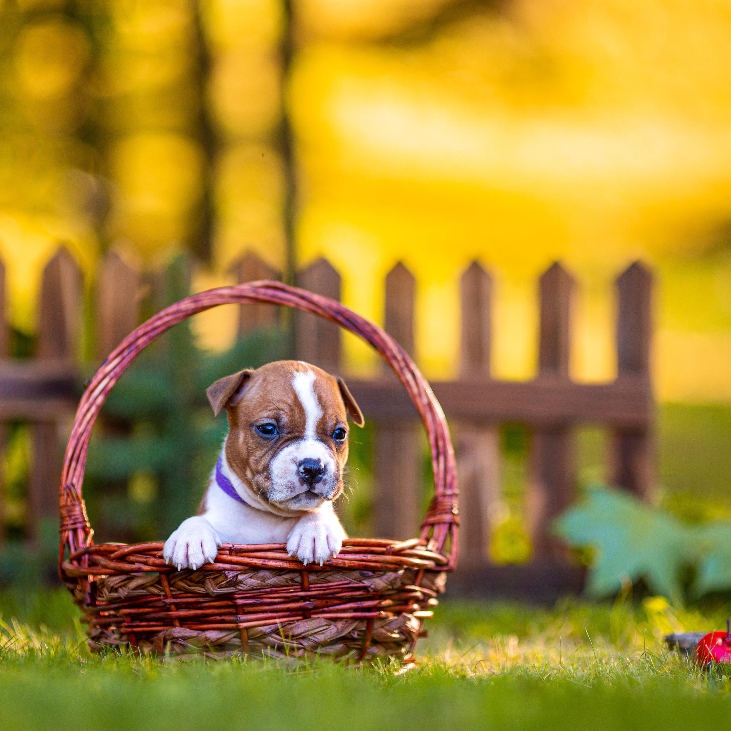 Анималистика. Свадебный и семейный фотограф Елизавета Ермак | Москва и МО