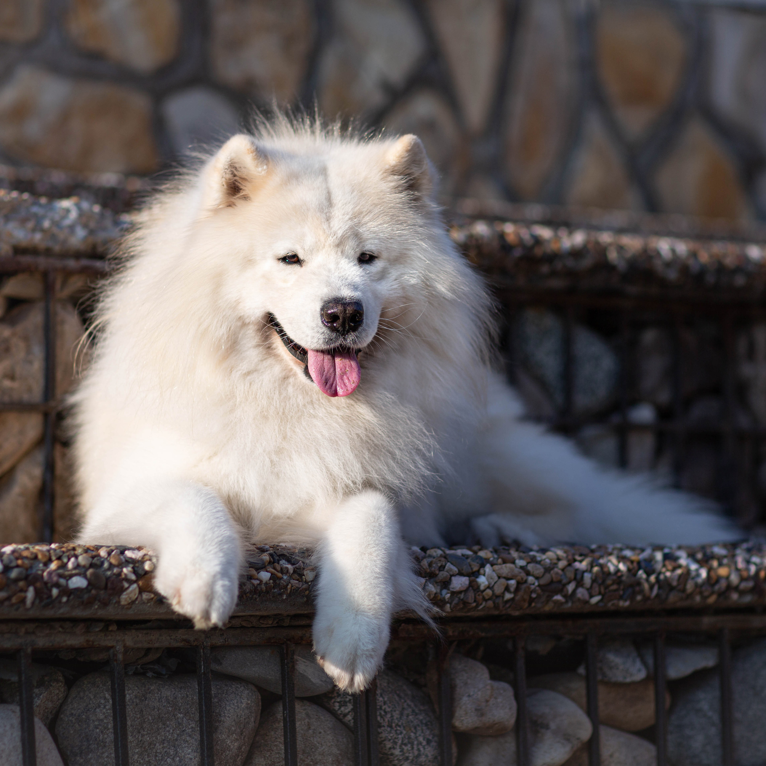 Анималистика. Свадебный и семейный фотограф Елизавета Ермак | Москва и МО