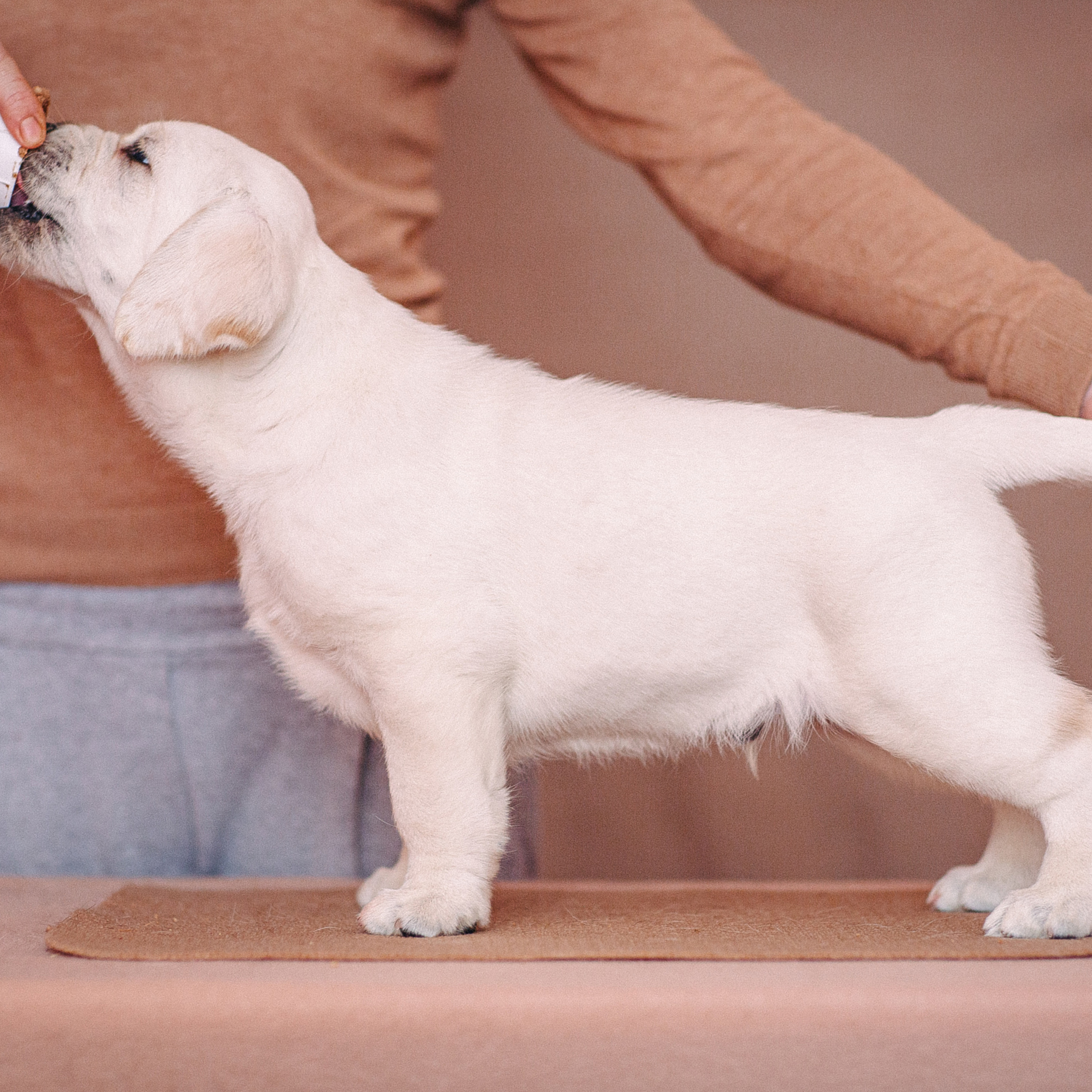 Анималистика. Свадебный и семейный фотограф Елизавета Ермак | Москва и МО