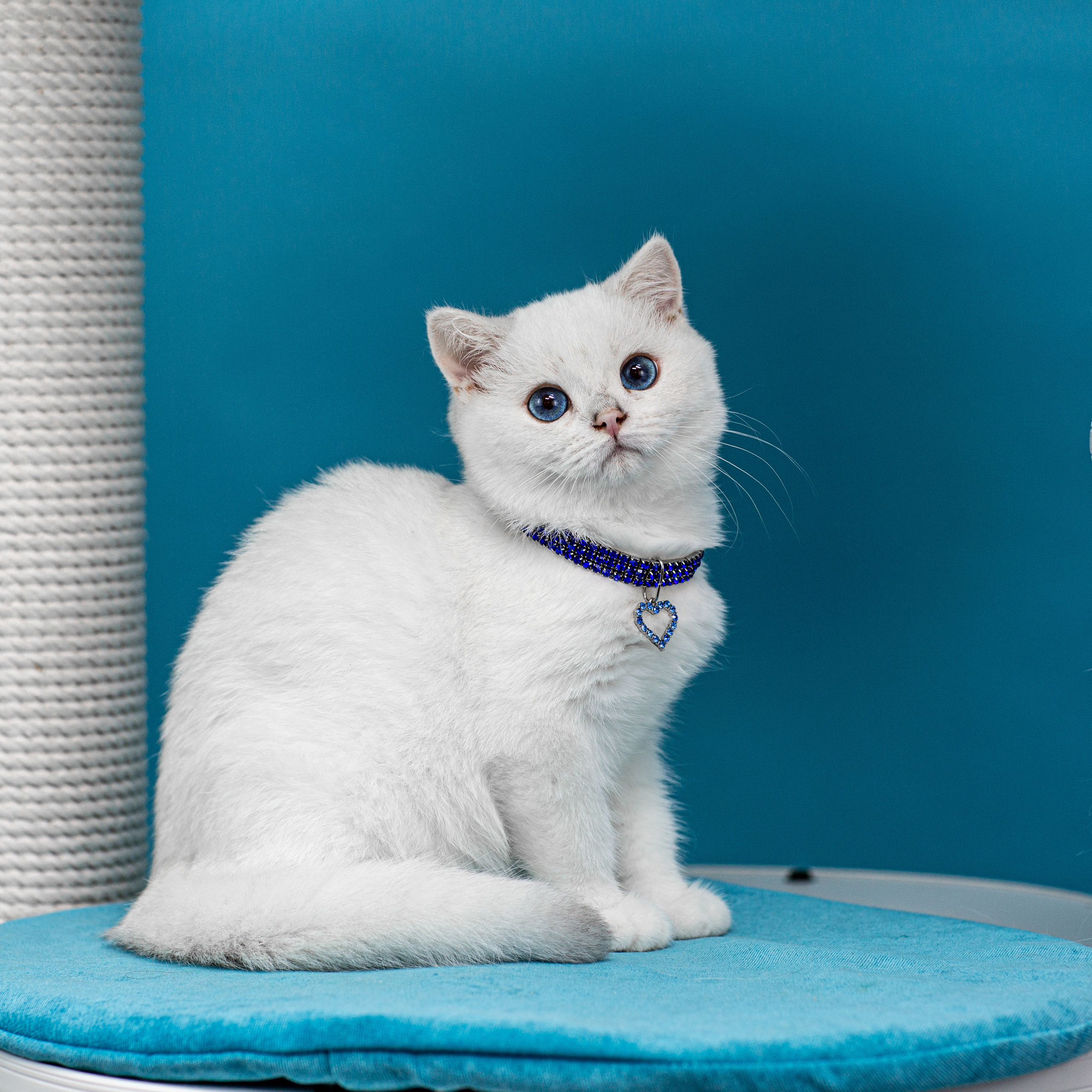 Анималистика. Свадебный и семейный фотограф Елизавета Ермак | Москва и МО