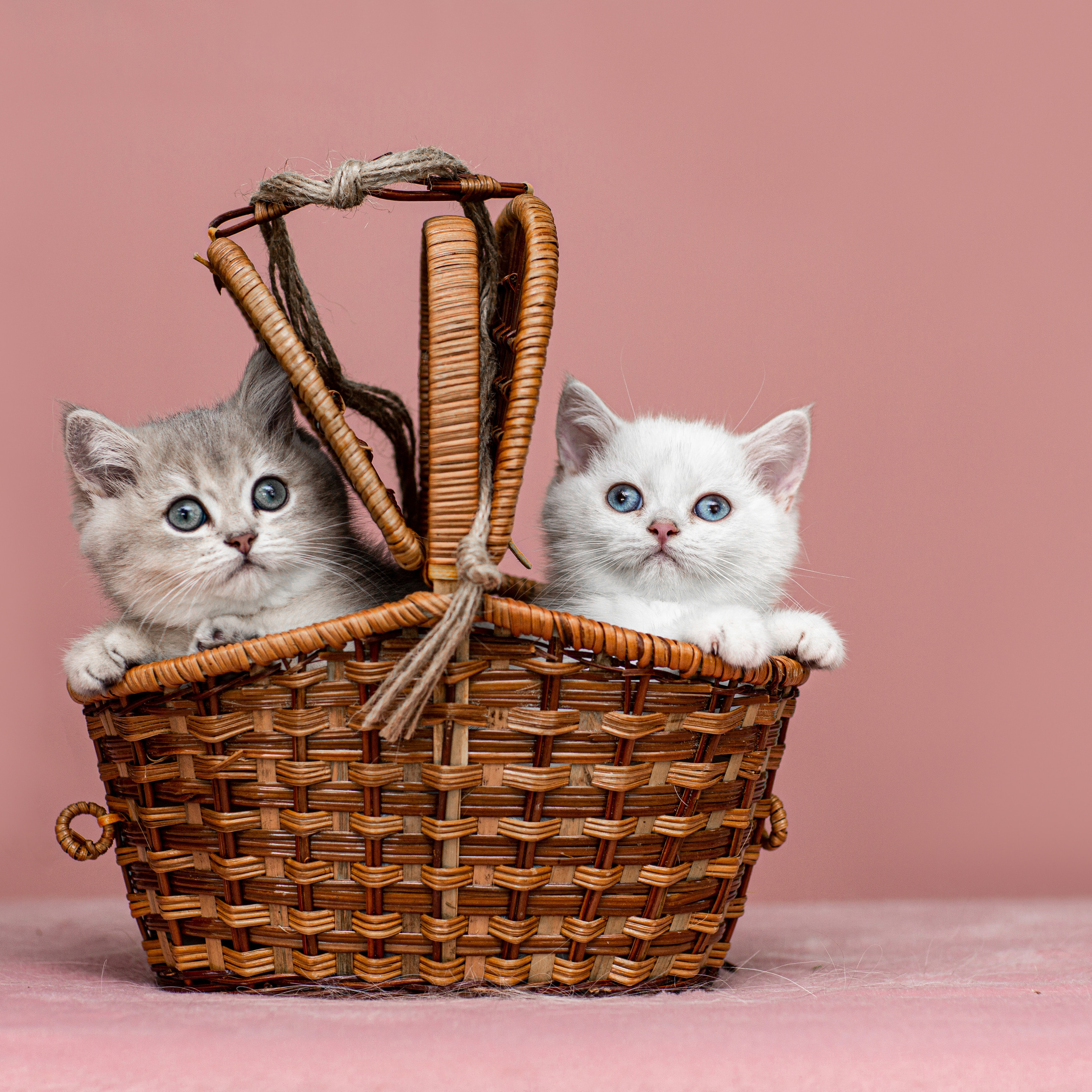 Анималистика. Свадебный и семейный фотограф Елизавета Ермак | Москва и МО