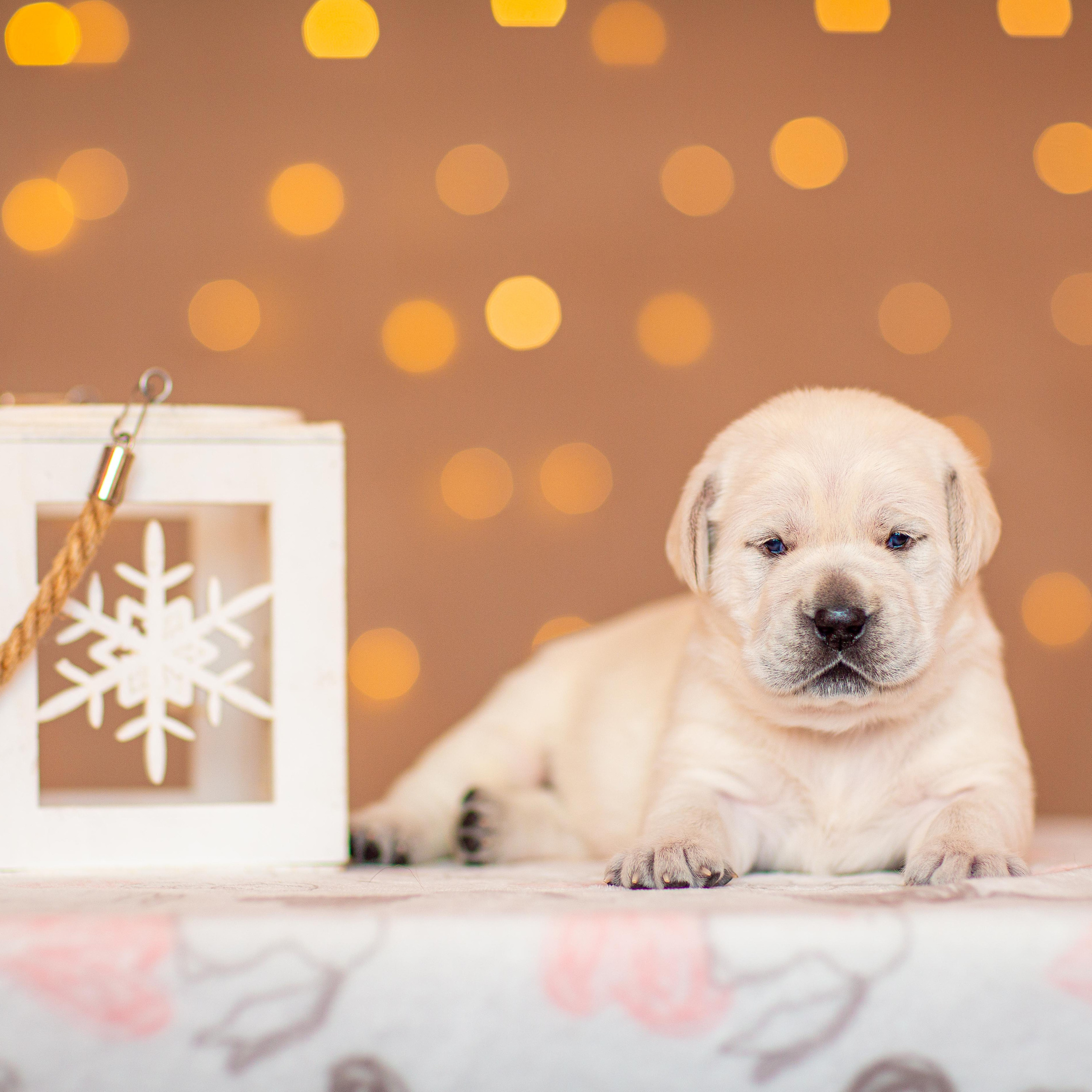 Анималистика. Свадебный и семейный фотограф Елизавета Ермак | Москва и МО