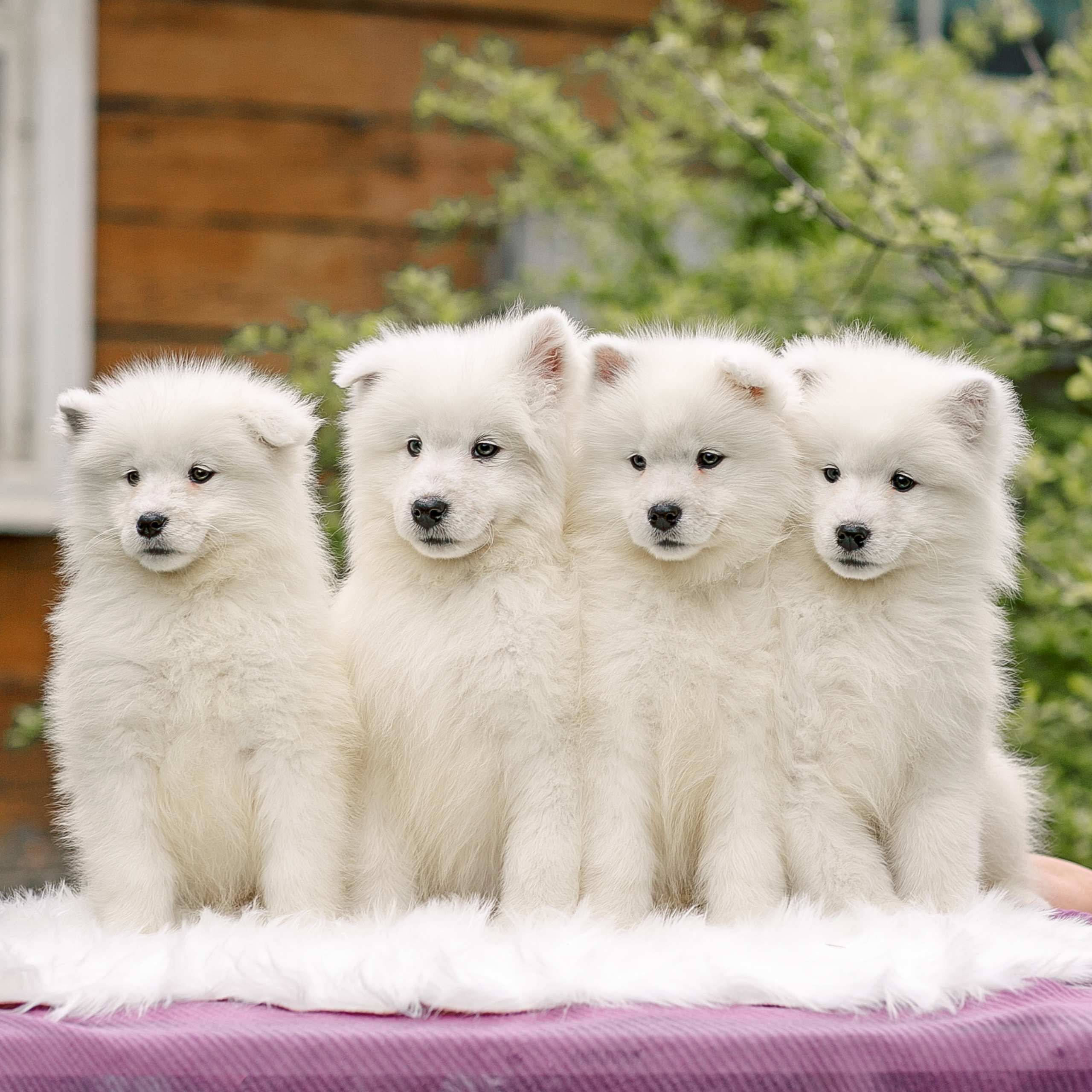 Анималистика. Свадебный и семейный фотограф Елизавета Ермак | Москва и МО