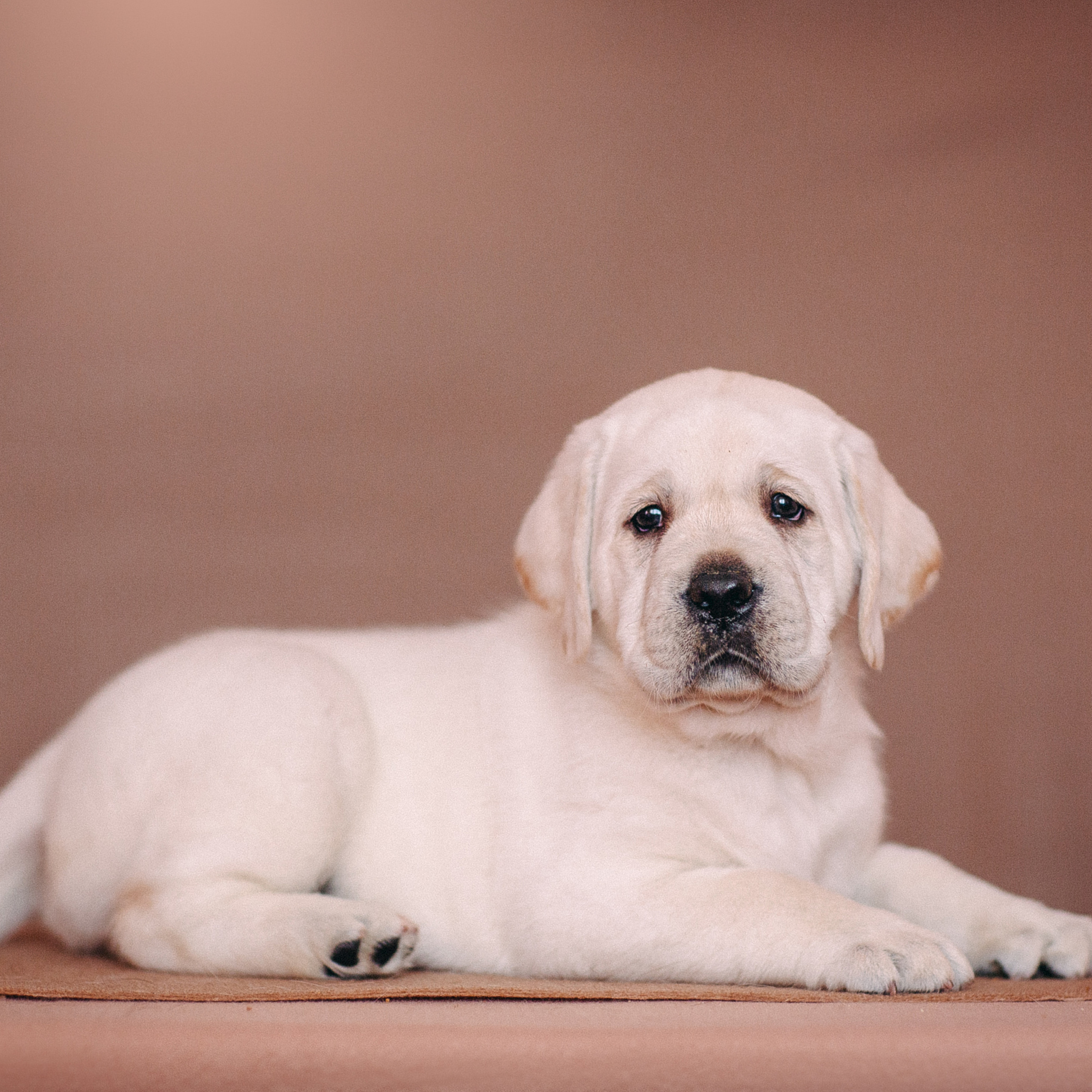 анималистика