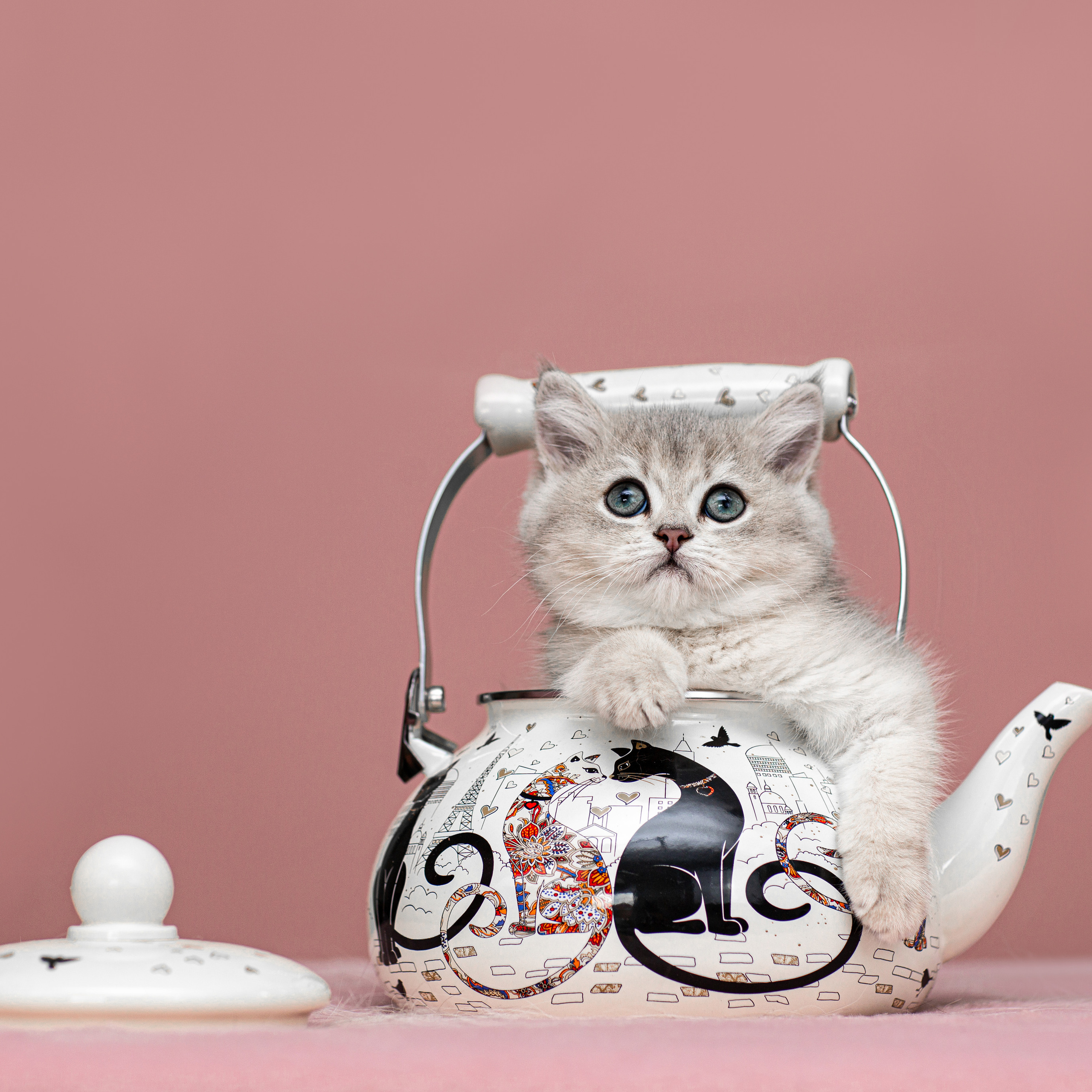 Анималистика. Свадебный и семейный фотограф Елизавета Ермак | Москва и МО