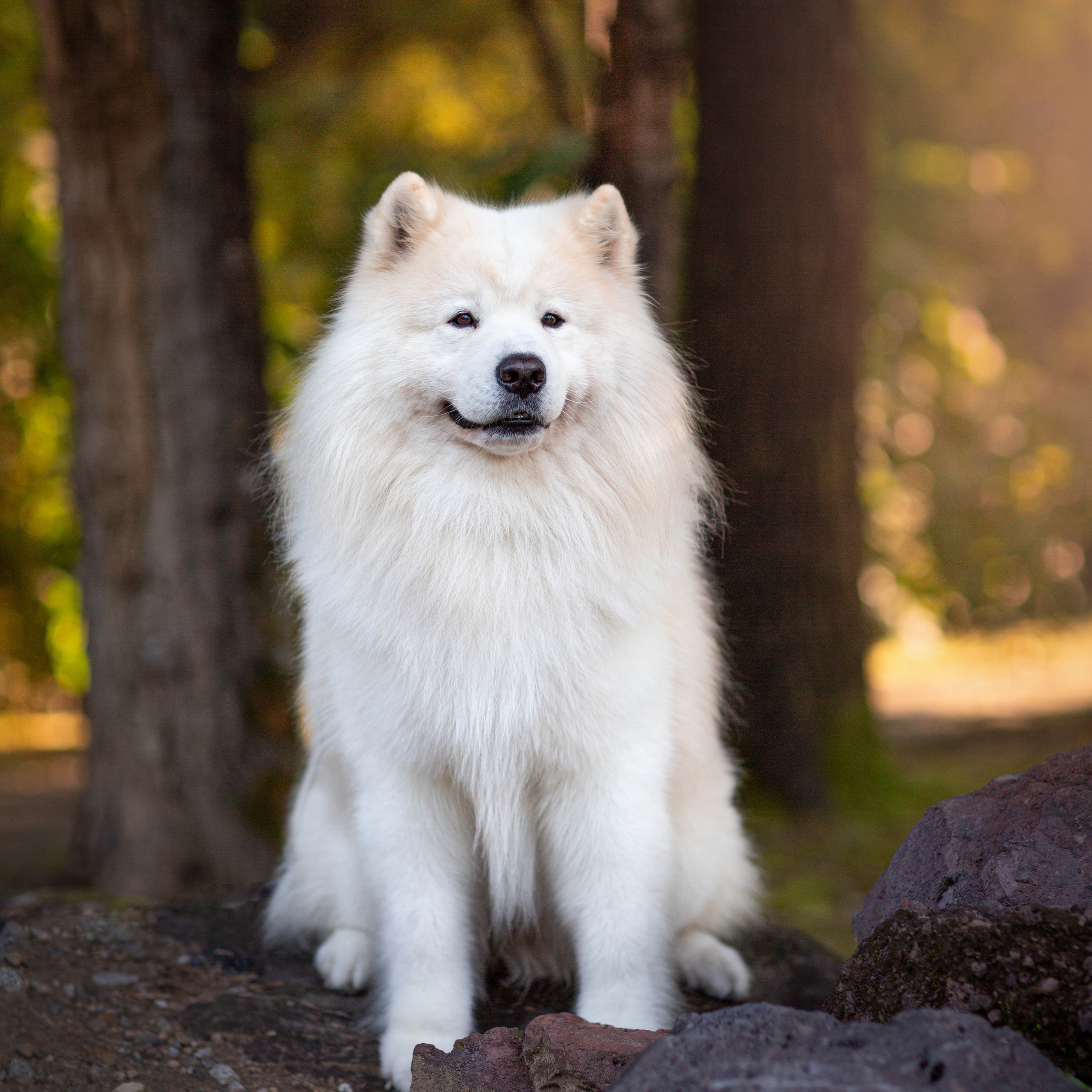 Анималистика. Свадебный и семейный фотограф Елизавета Ермак | Москва и МО