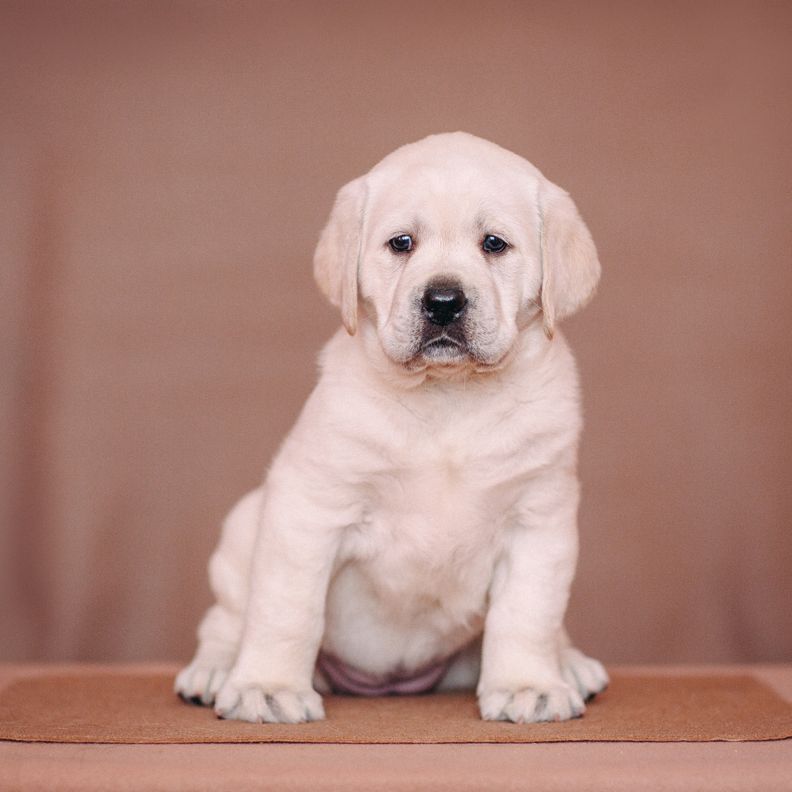Анималистика. Свадебный и семейный фотограф Елизавета Ермак | Москва и МО