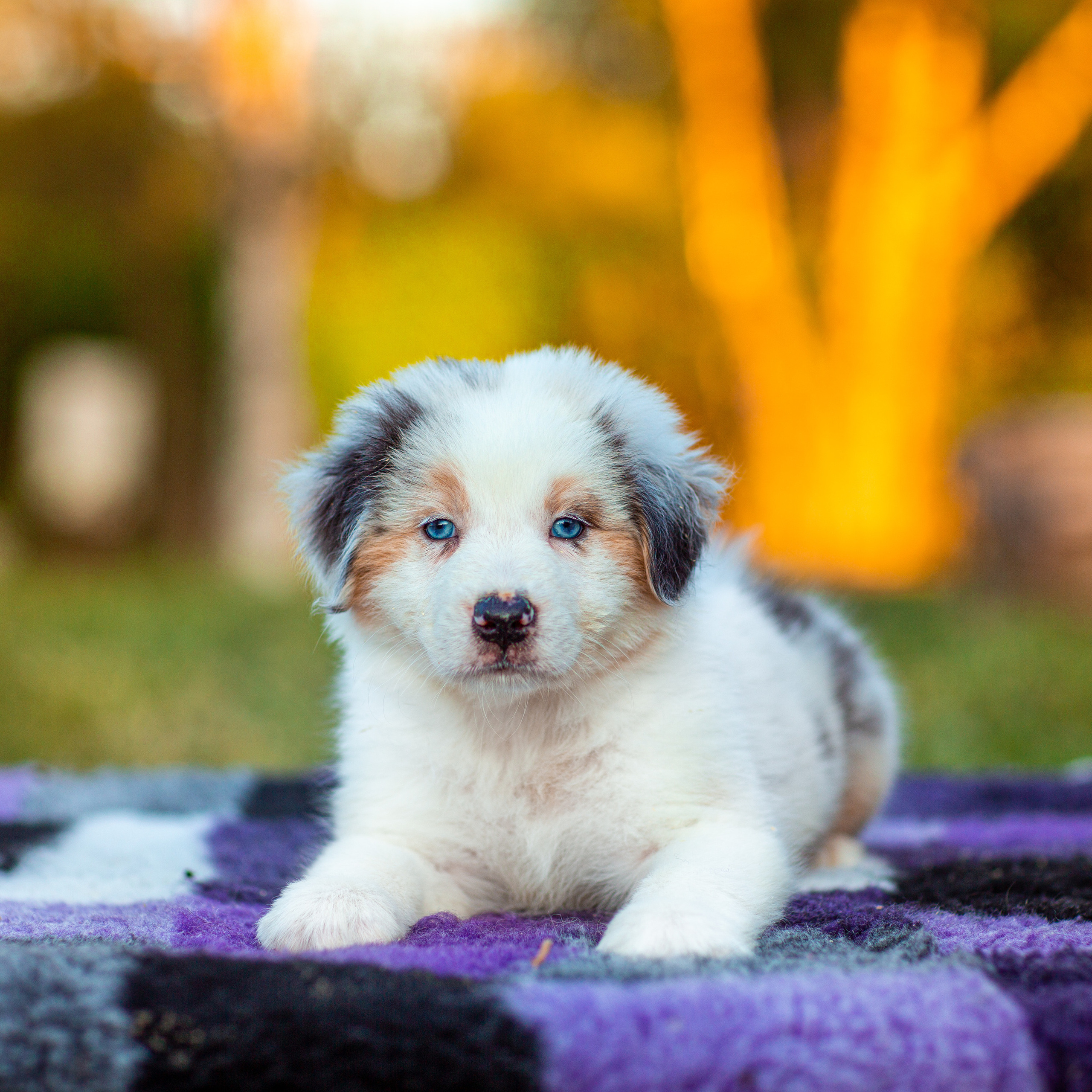 Анималистика. Свадебный и семейный фотограф Елизавета Ермак | Москва и МО