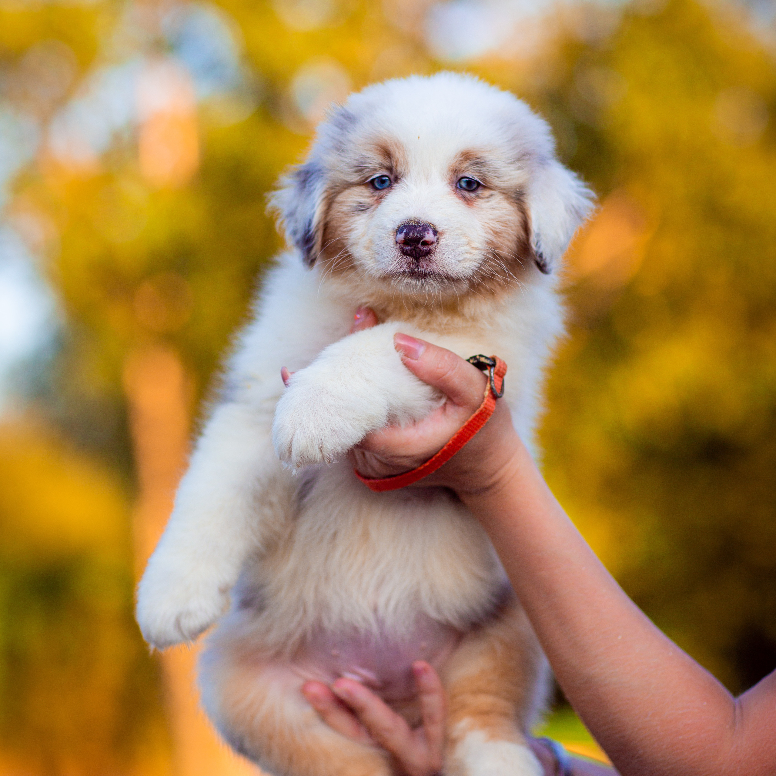 Анималистика. Свадебный и семейный фотограф Елизавета Ермак | Москва и МО