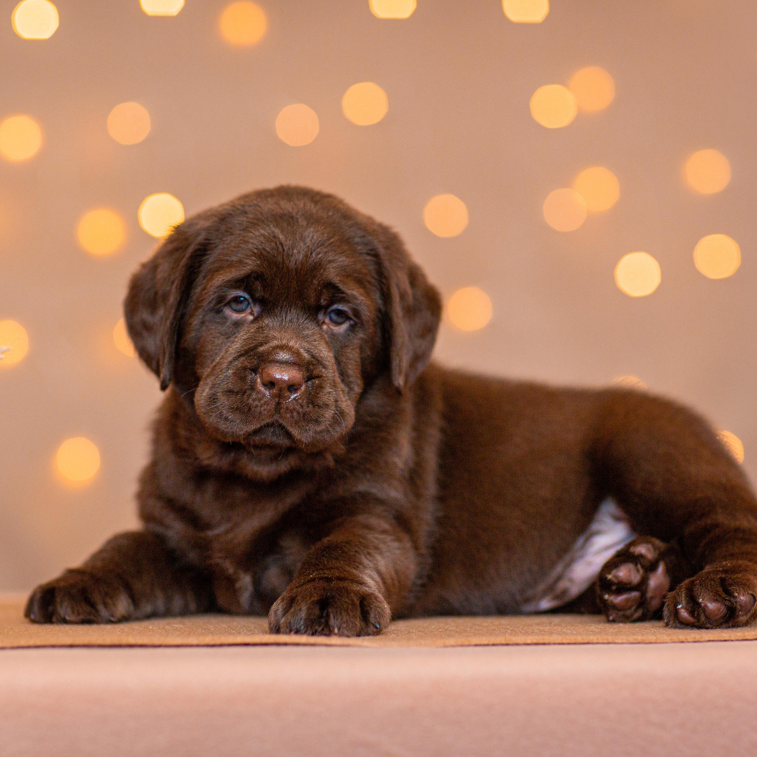 Анималистика. Свадебный и семейный фотограф Елизавета Ермак | Москва и МО