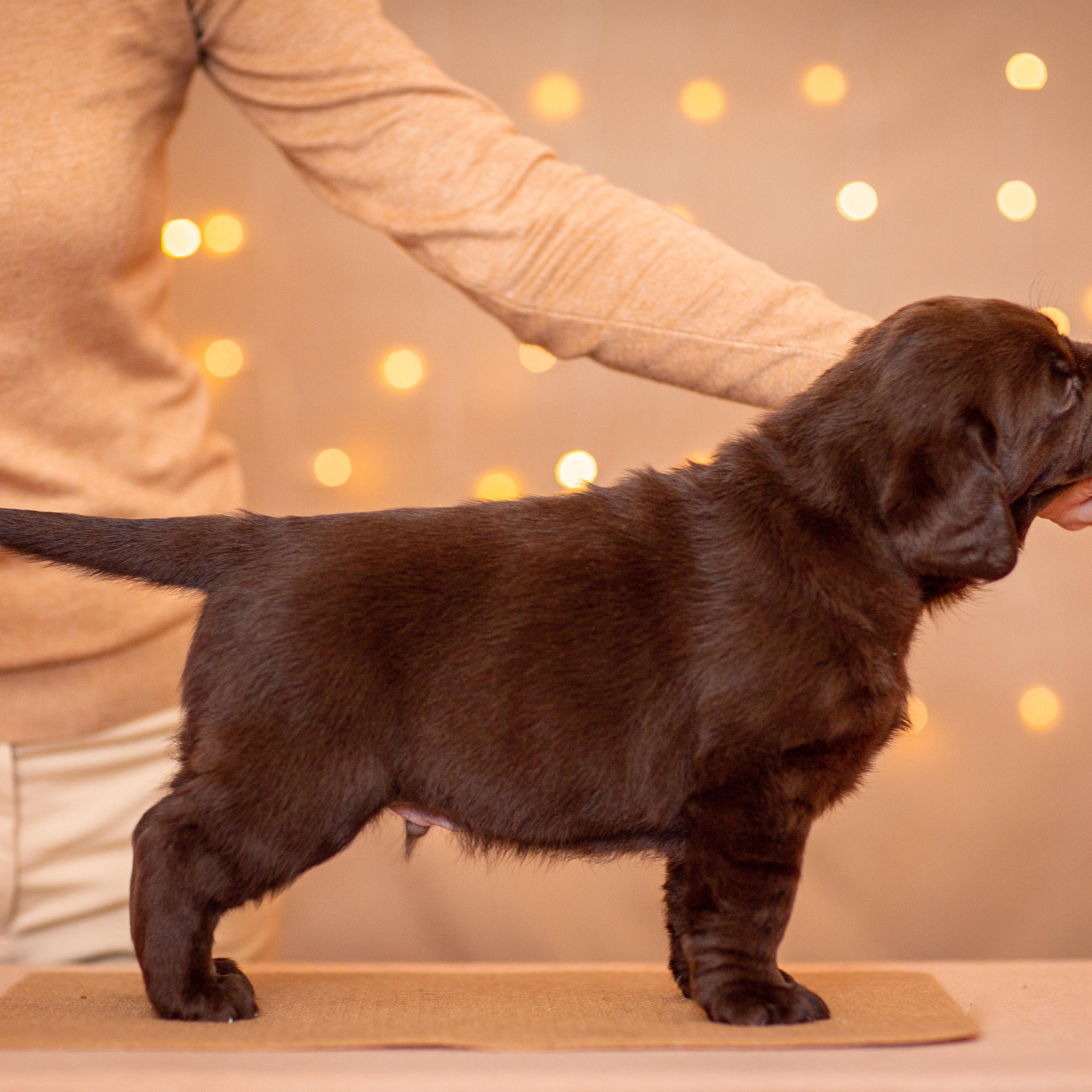 Анималистика. Свадебный и семейный фотограф Елизавета Ермак | Москва и МО