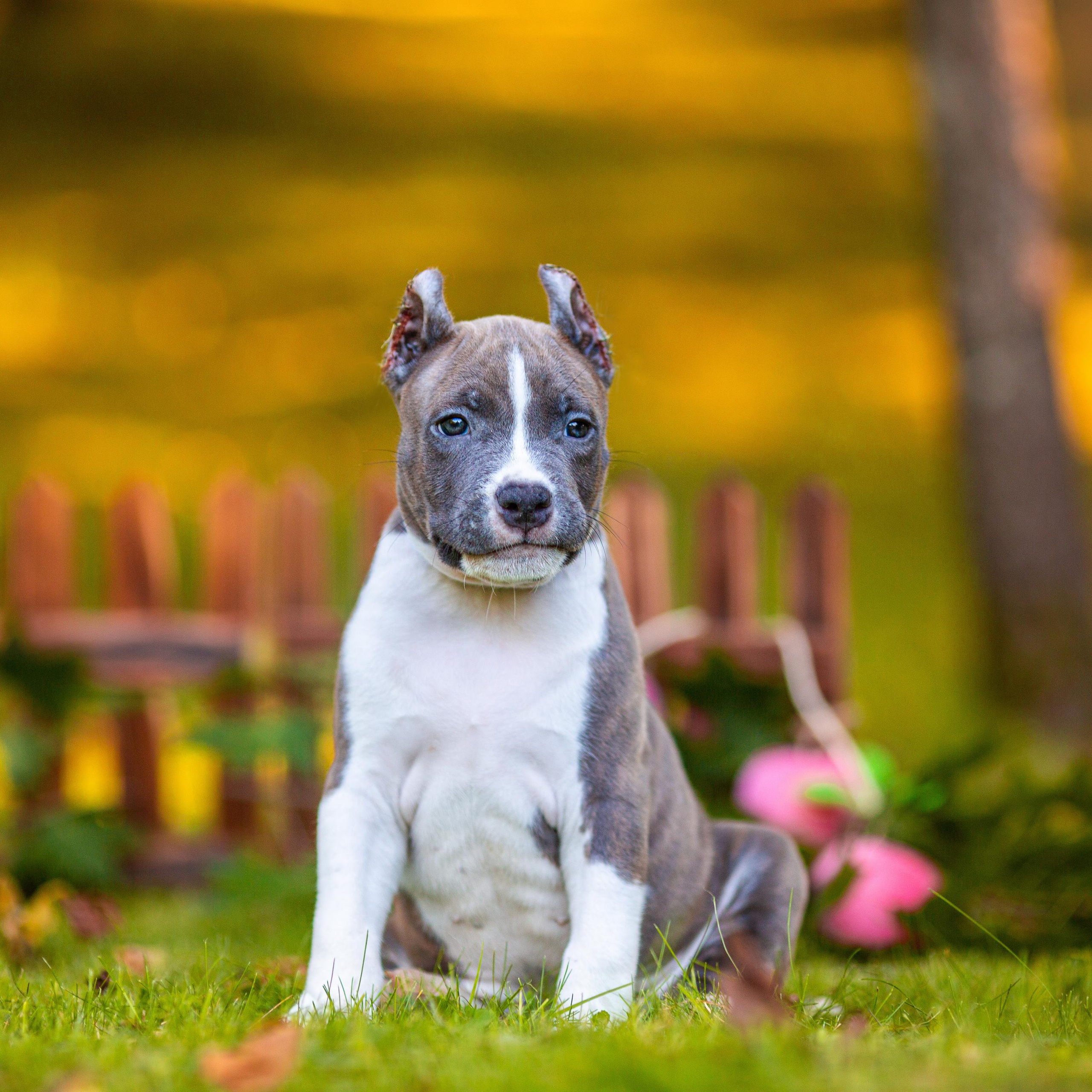 Анималистика. Свадебный и семейный фотограф Елизавета Ермак | Москва и МО