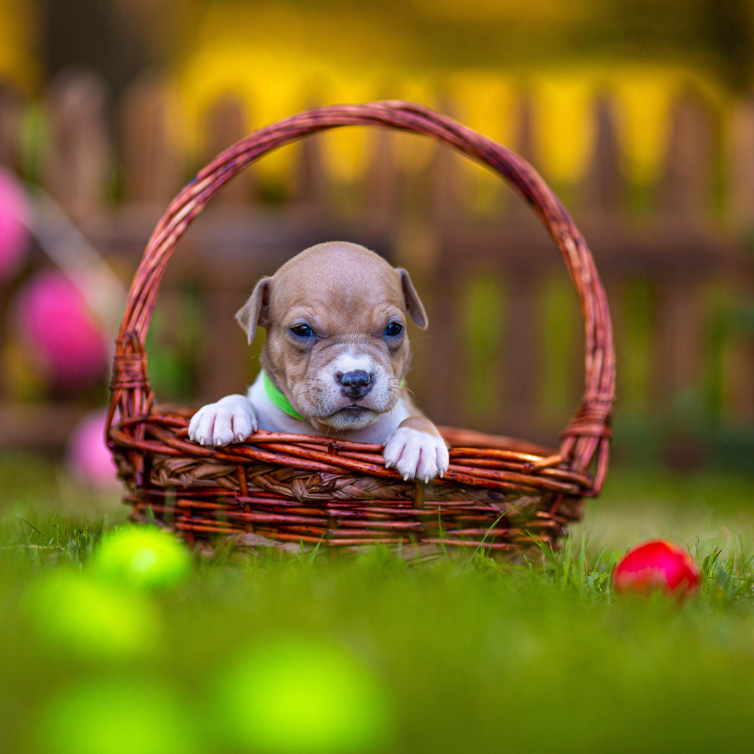 Анималистика. Свадебный и семейный фотограф Елизавета Ермак | Москва и МО