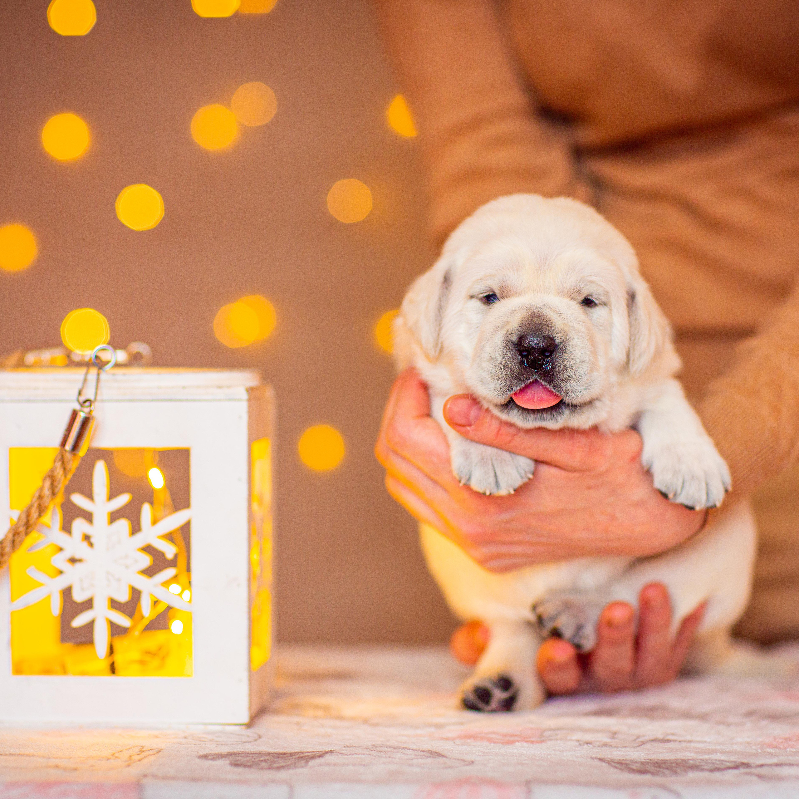 Анималистика. Свадебный и семейный фотограф Елизавета Ермак | Москва и МО