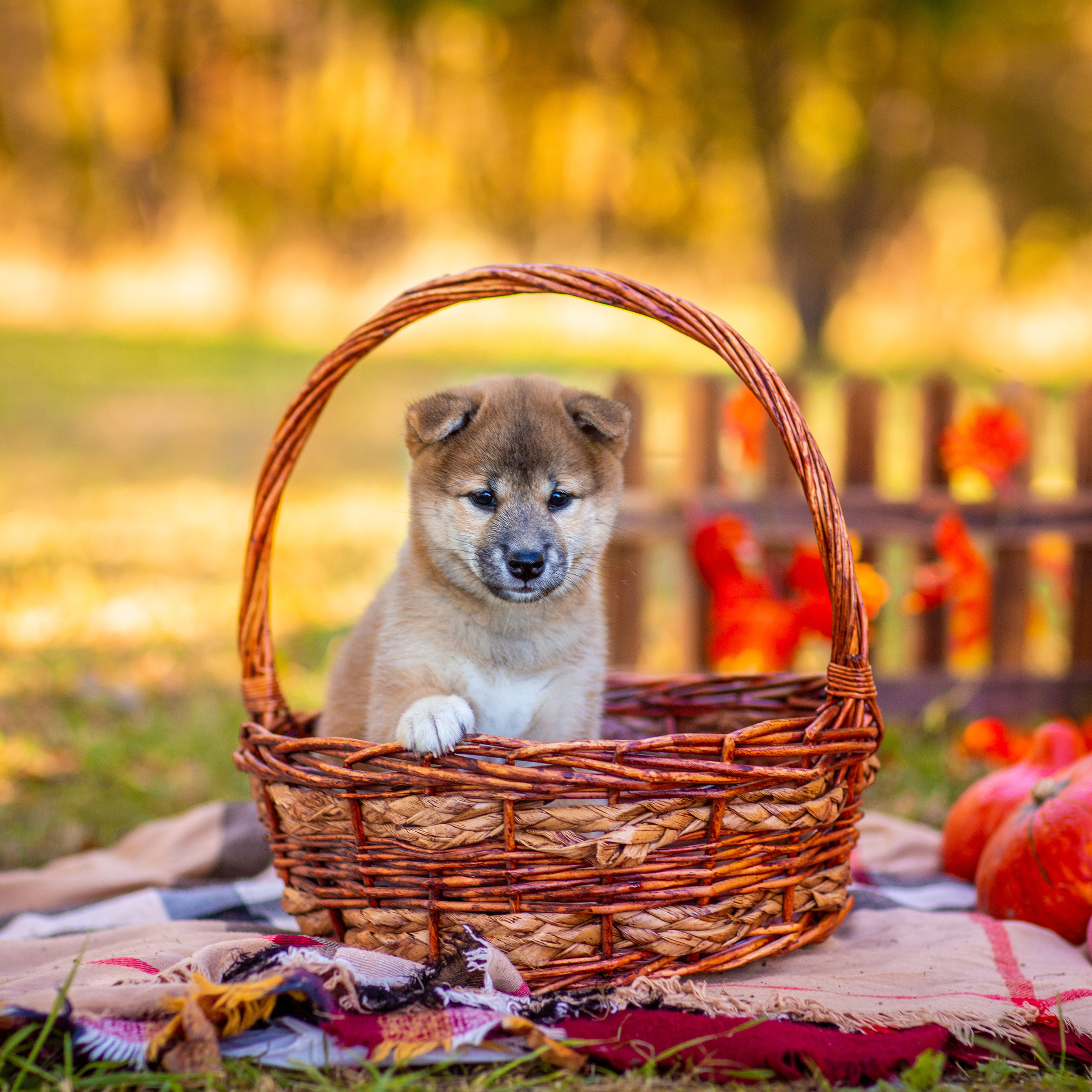 Анималистика. Свадебный и семейный фотограф Елизавета Ермак | Москва и МО