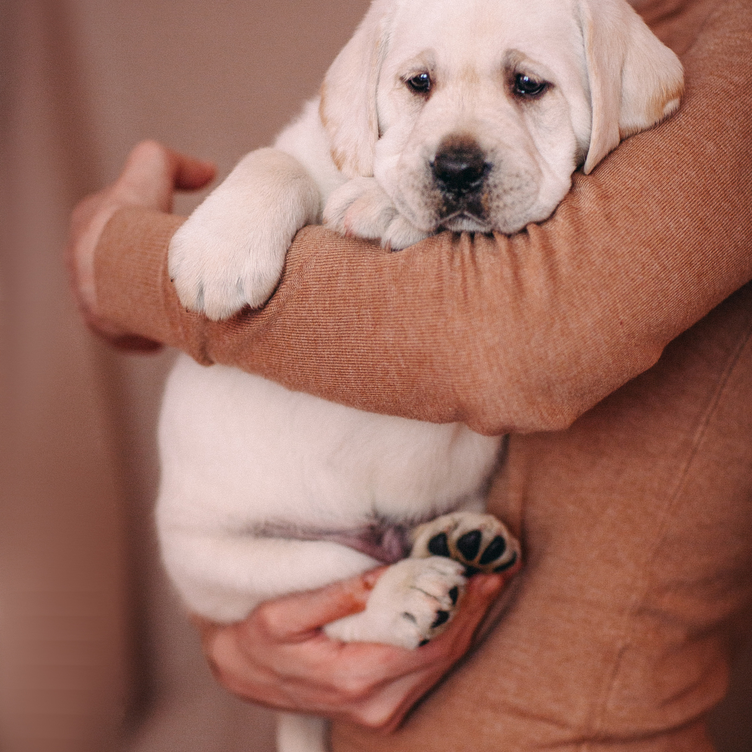 Анималистика. Свадебный и семейный фотограф Елизавета Ермак | Москва и МО