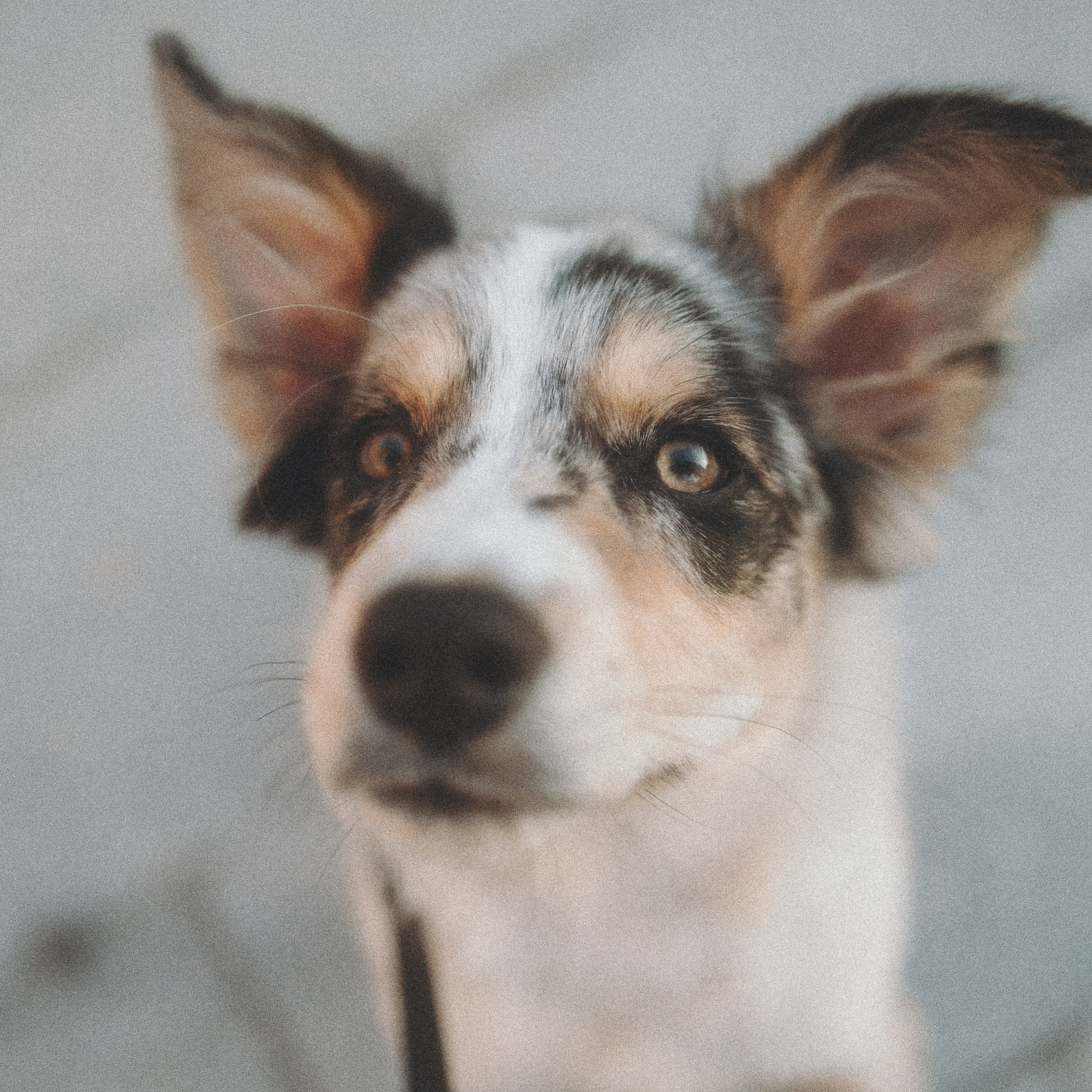 Балу и Илья