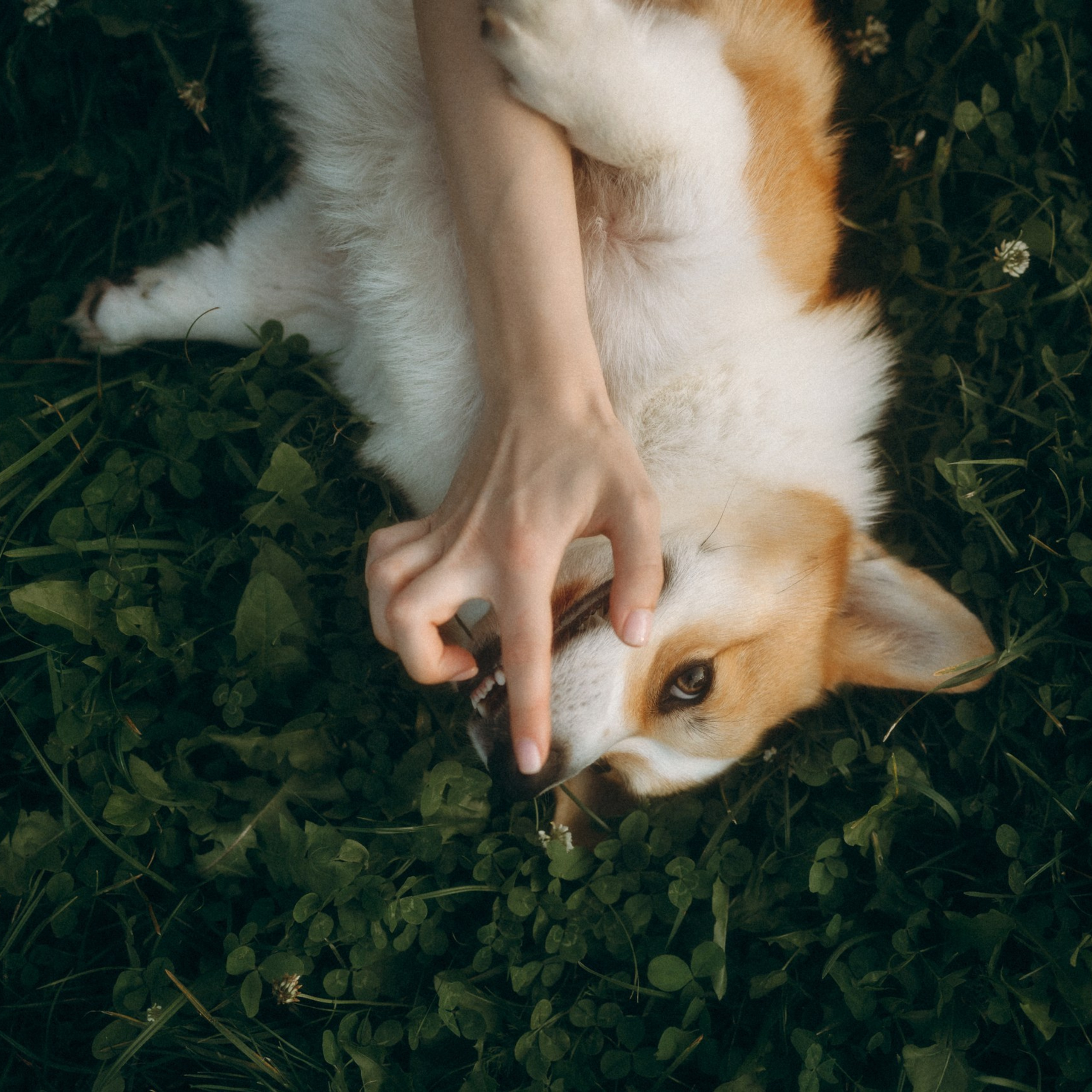 Лея, Коржик, Олеся и&nbsp;Влад