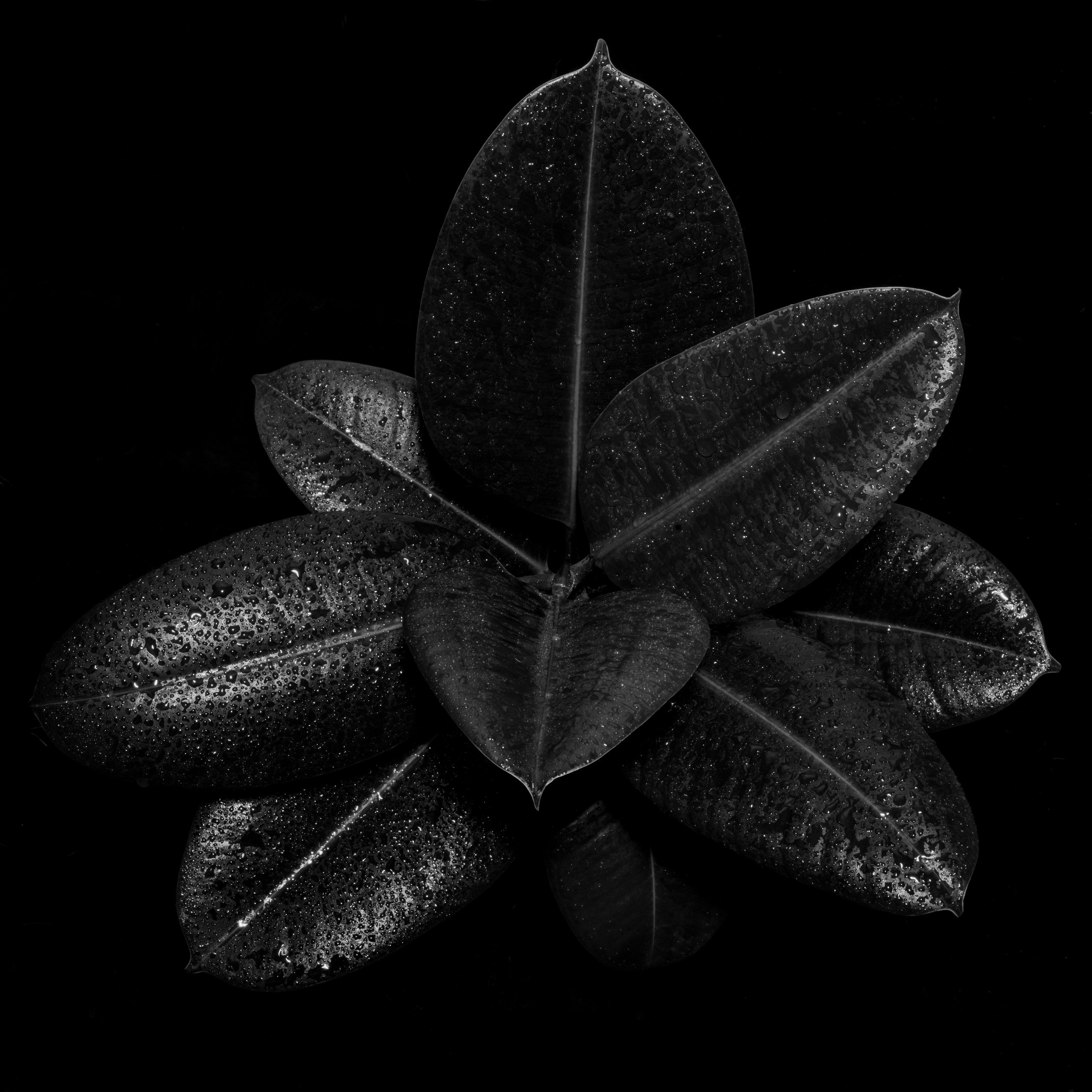 Цветы тревоги