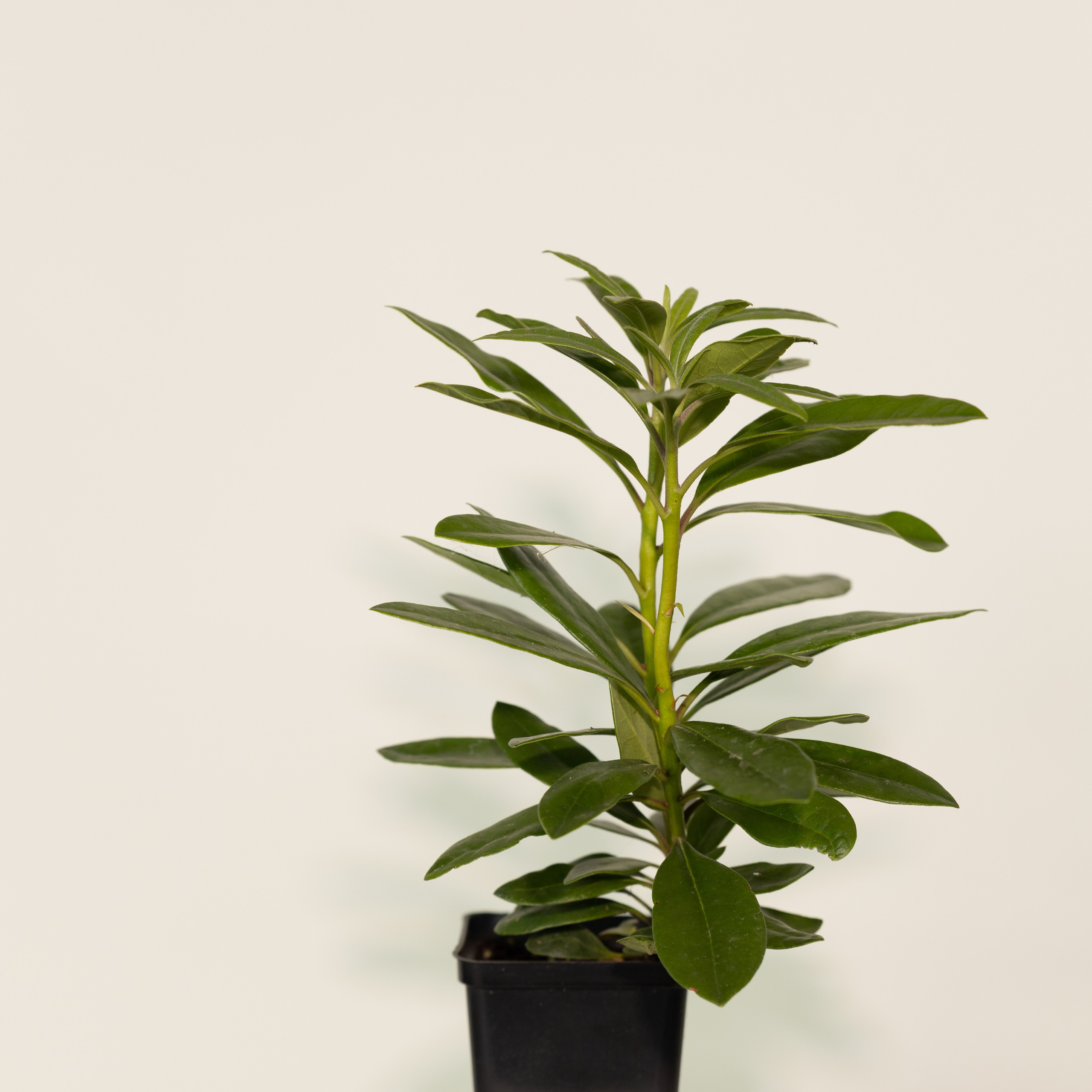 Отзывы. Свадебный и семейный фотограф