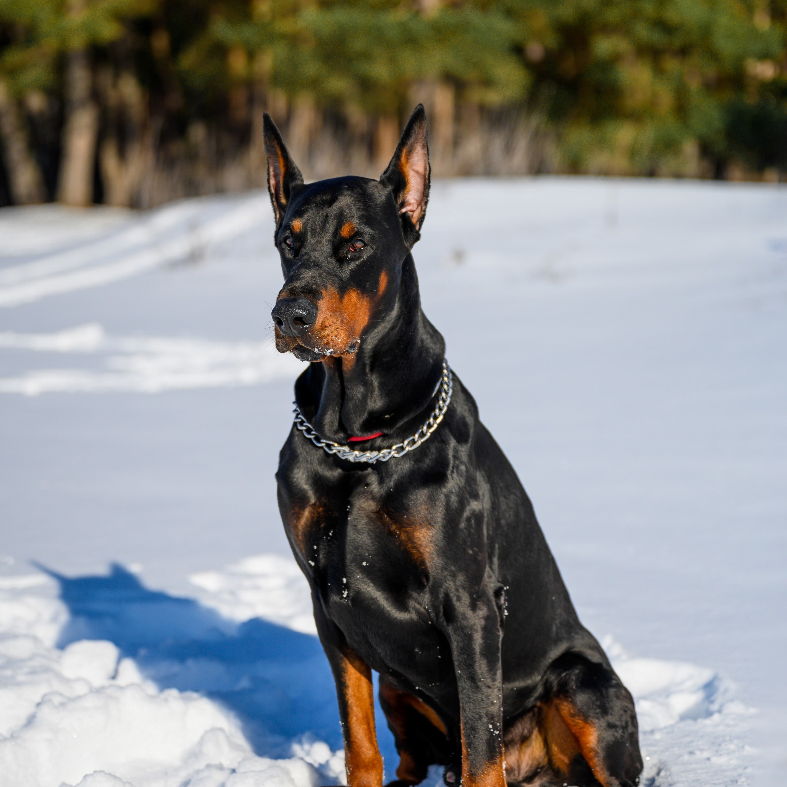 Доберман Рэн