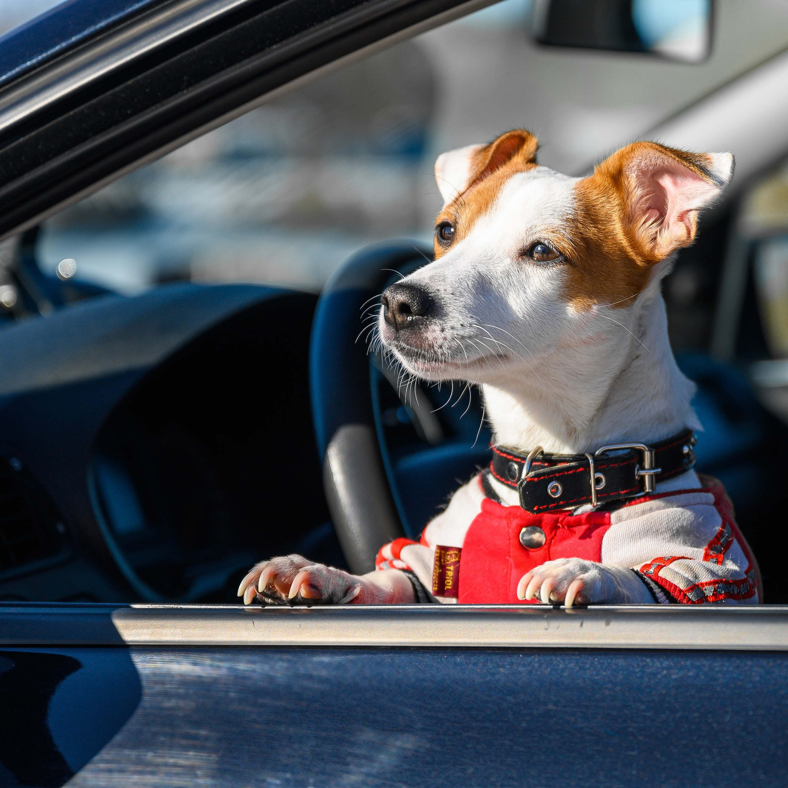 Джек Рассел