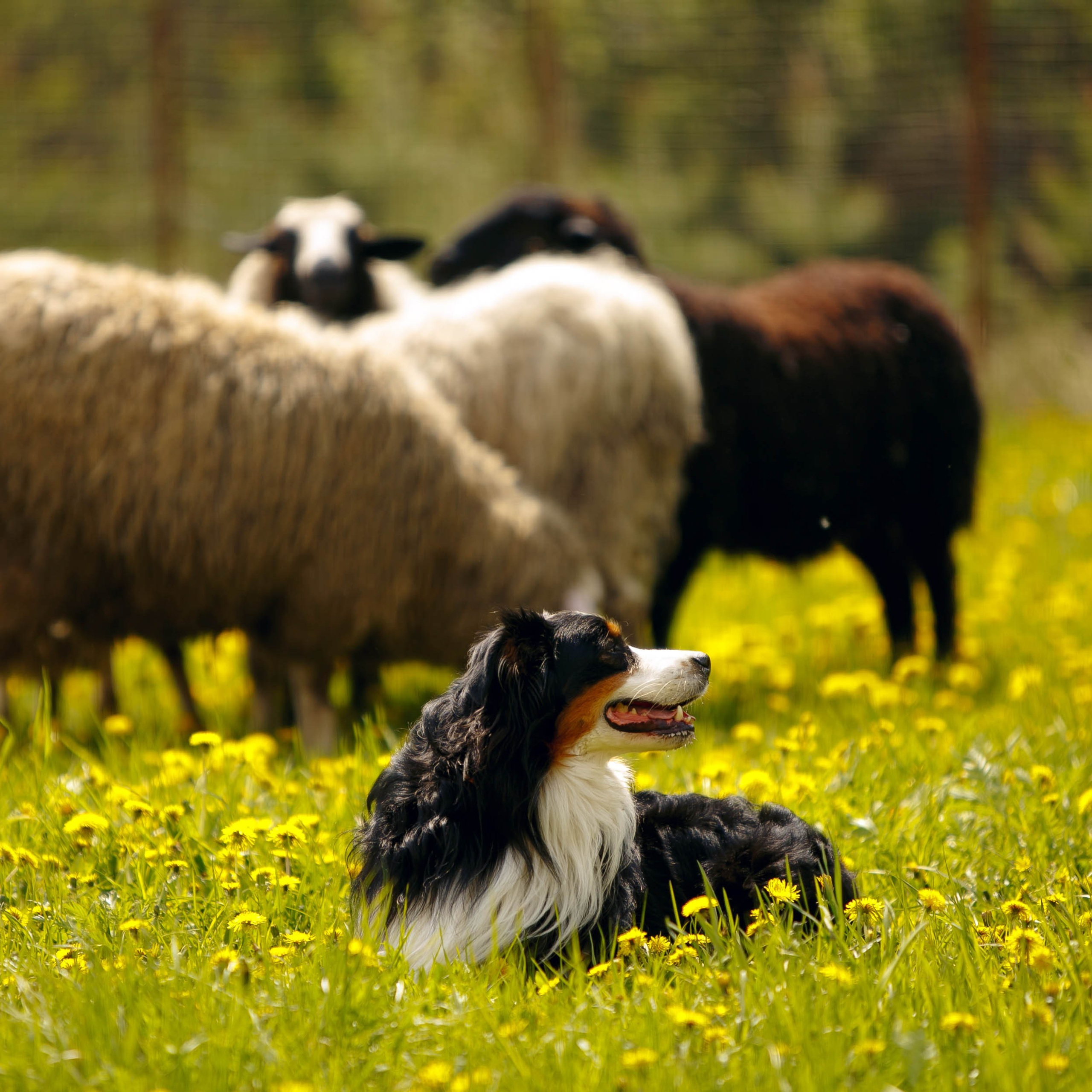 Фестиваль «Пастушьи забавы»