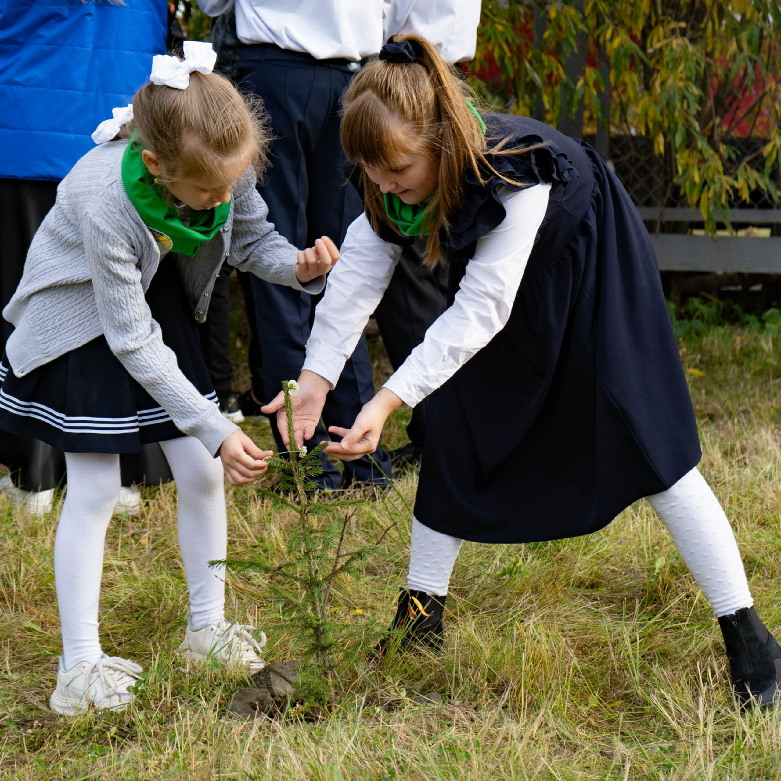 Высадка деревьев у школы