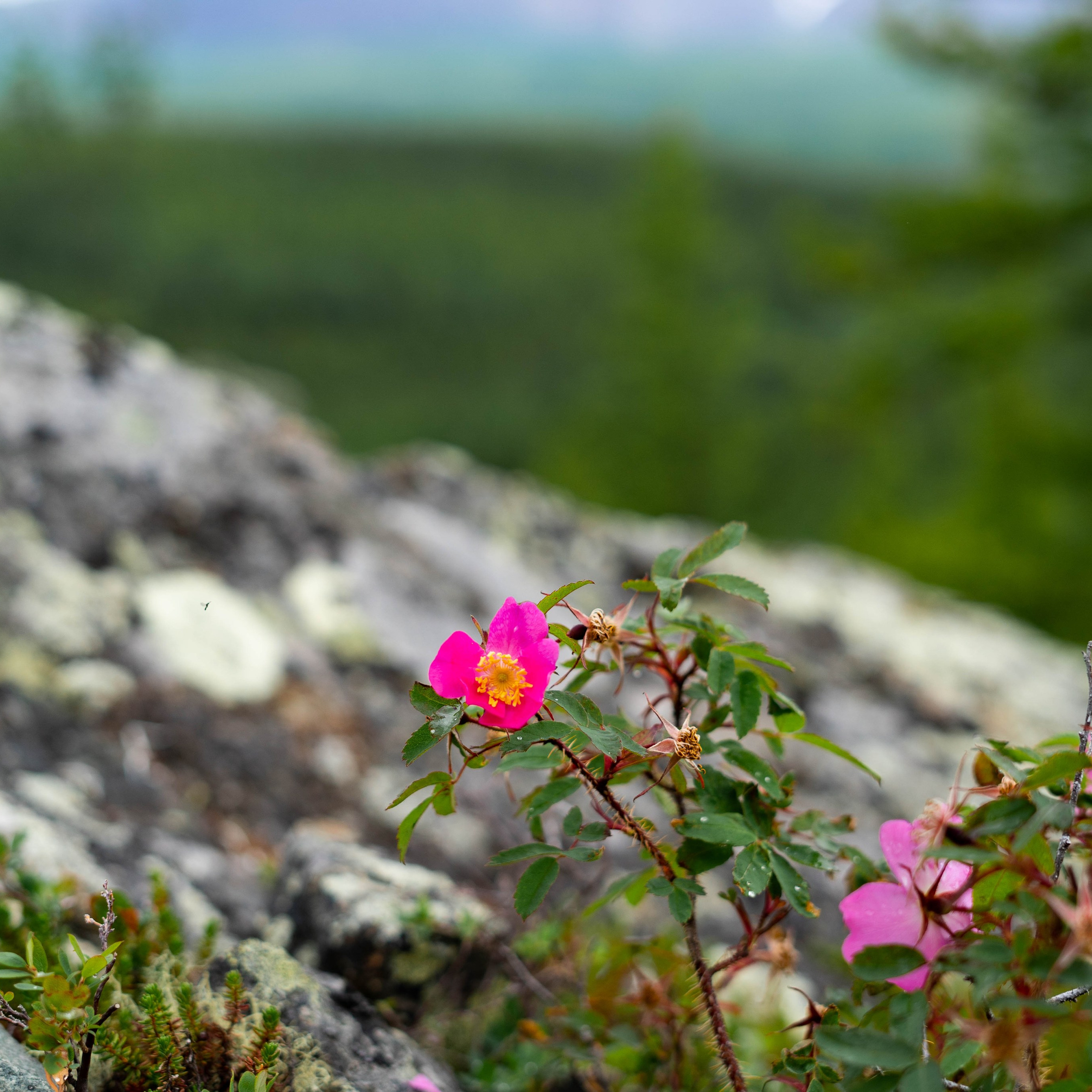 Лето в тундре