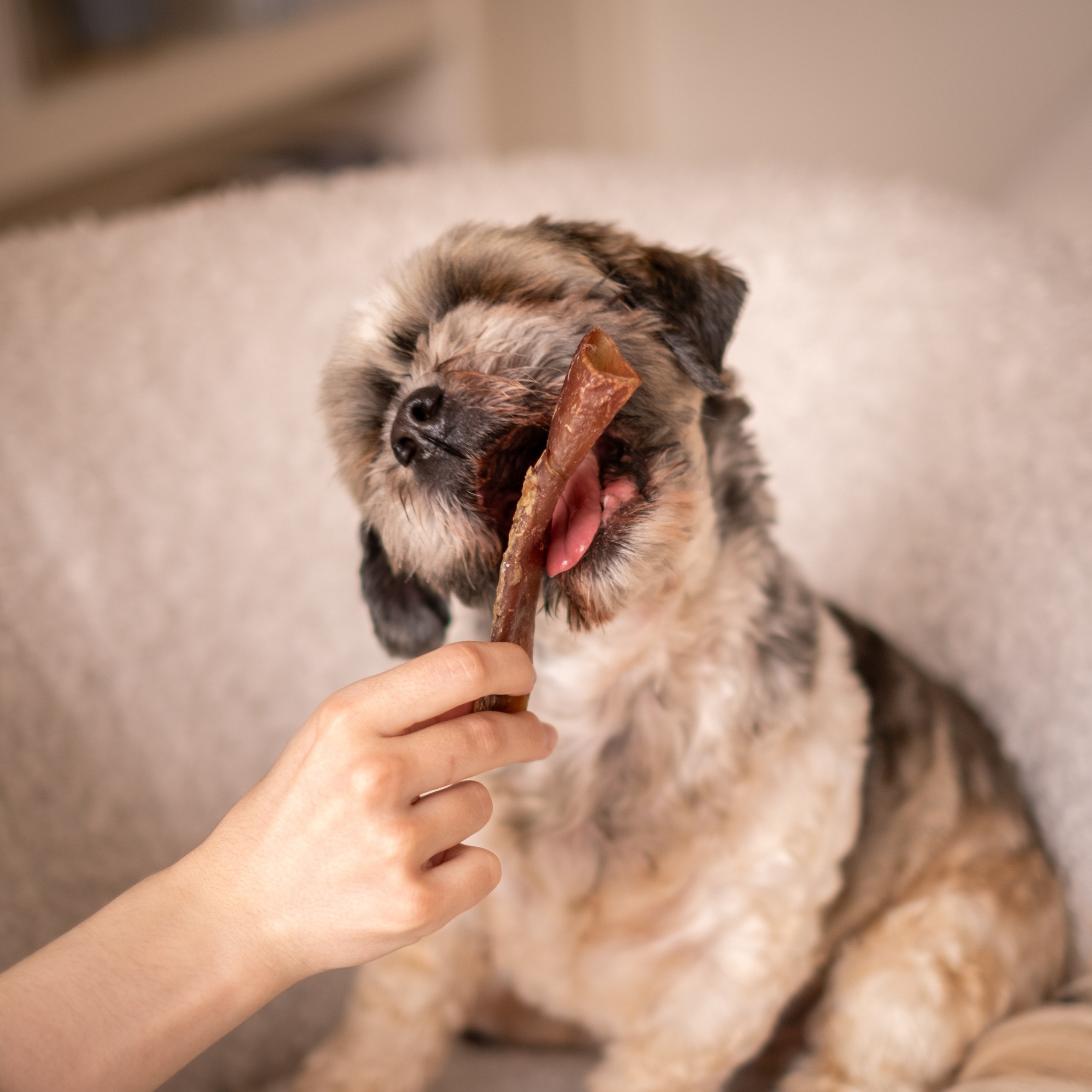 Отзывы. Зоофотограф, фотограф животных в Москве и области Дина Дамоцева