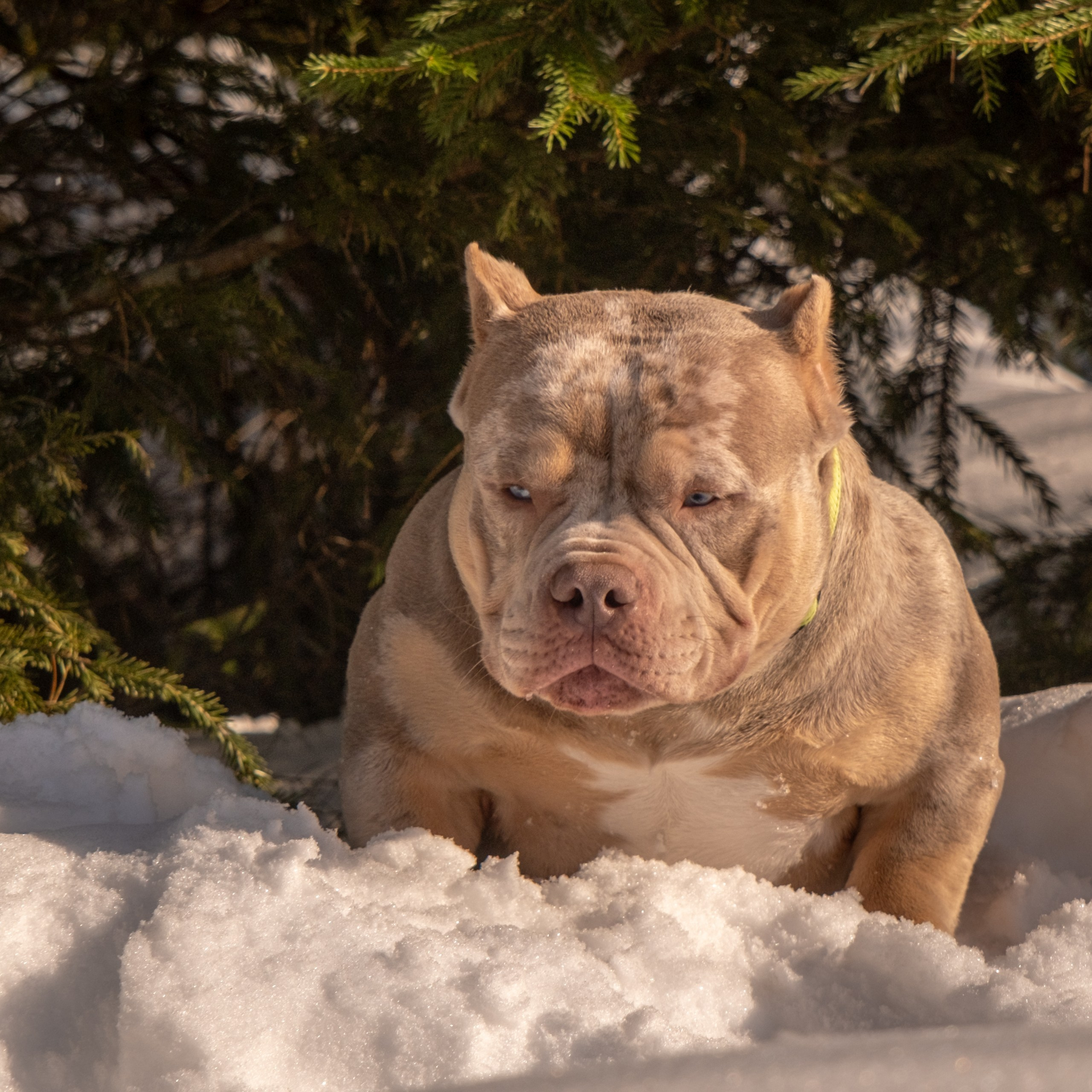 Отзывы. Зоофотограф, фотограф животных в Москве и области Дина Дамоцева