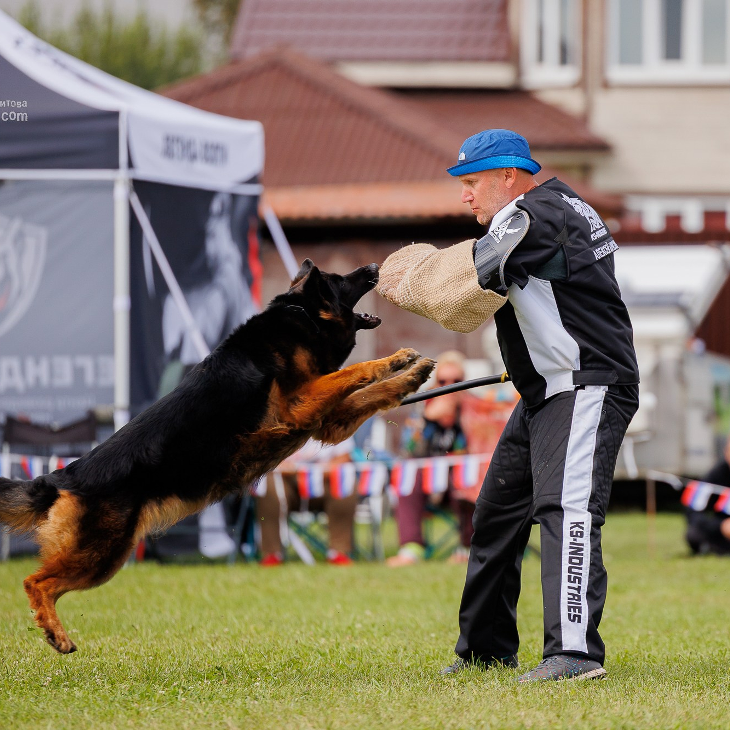 Немецкие овчарки: фото из рингов и вне ринга, мутпроба (фотографии с выставок)