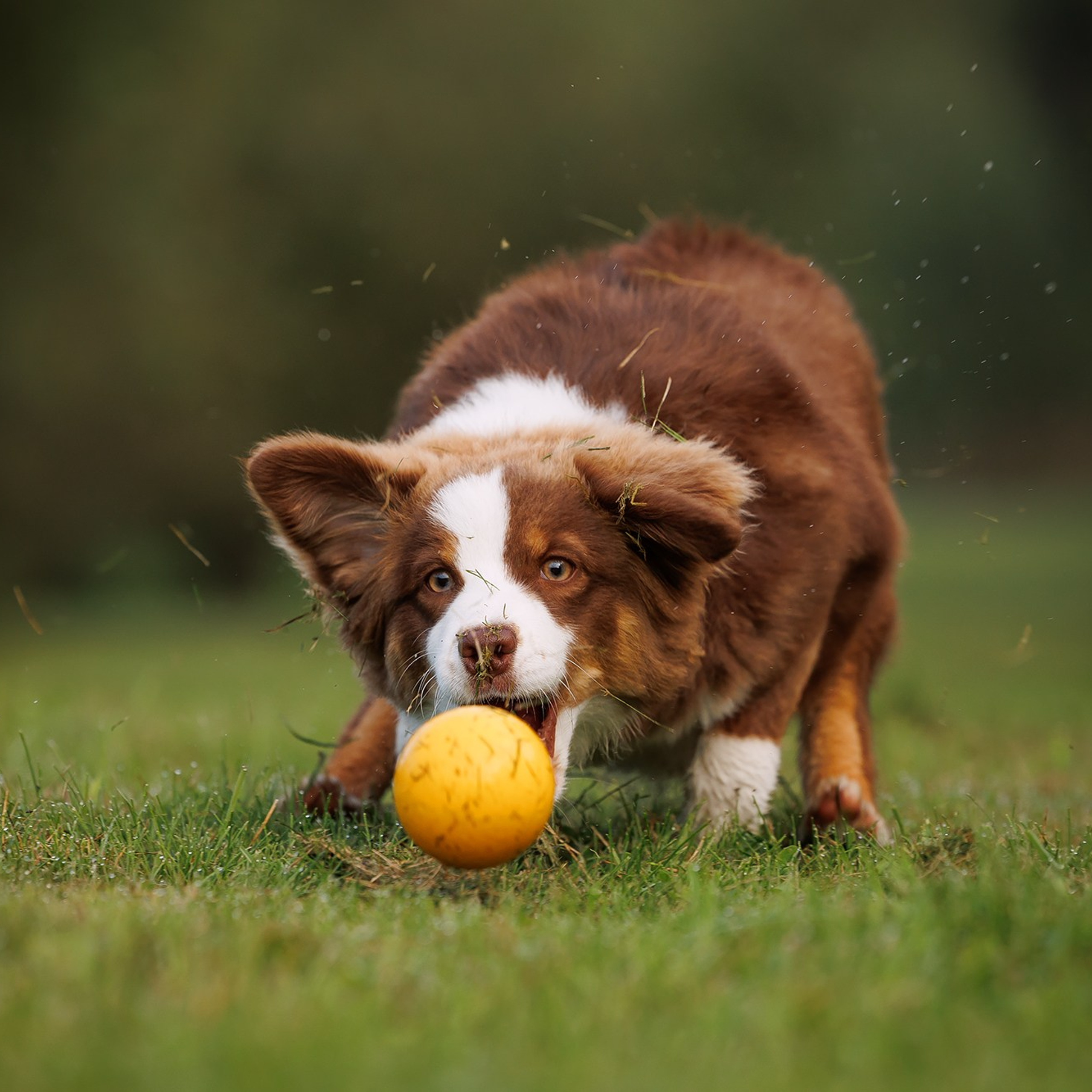 Фото щенков