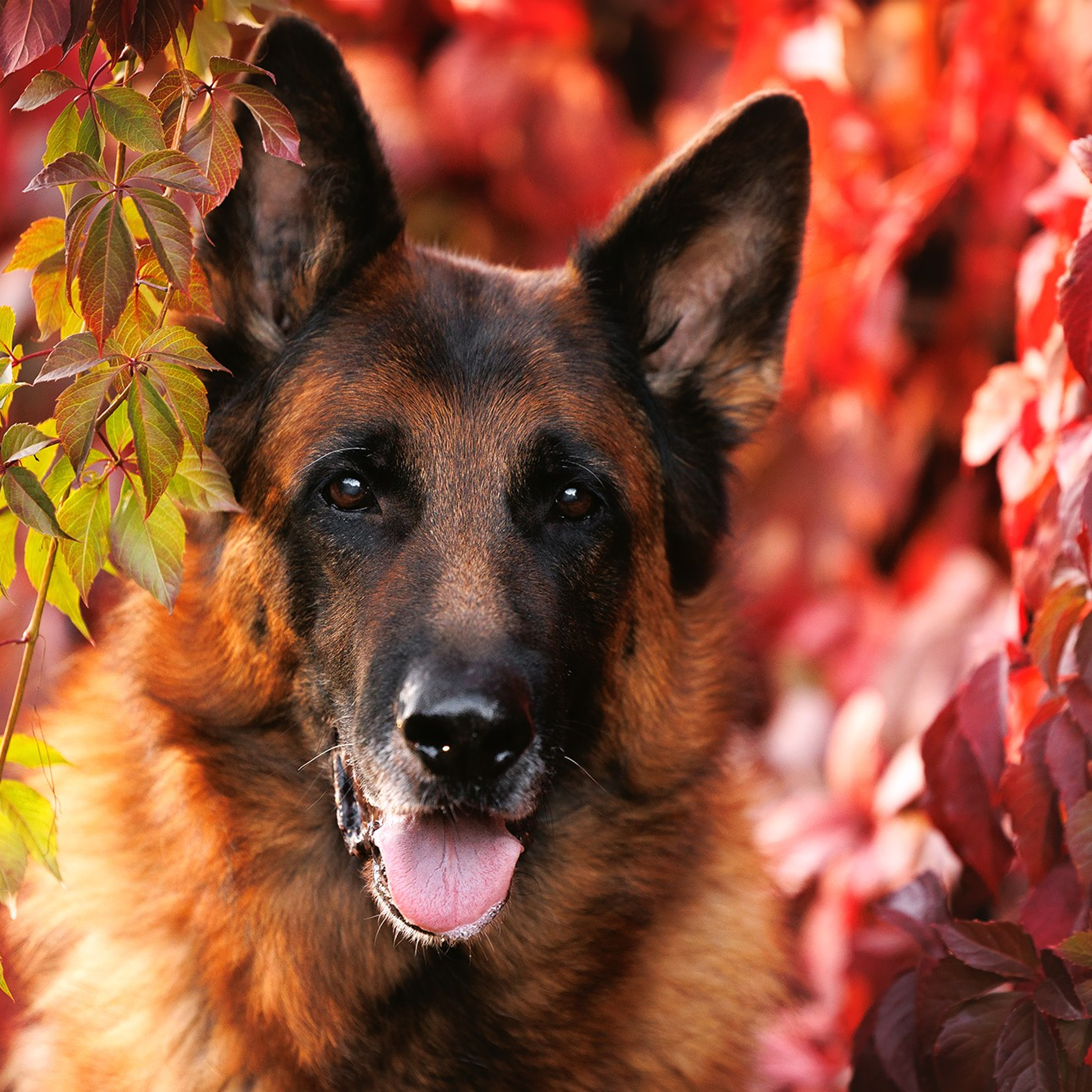 Фото немецких овчарок