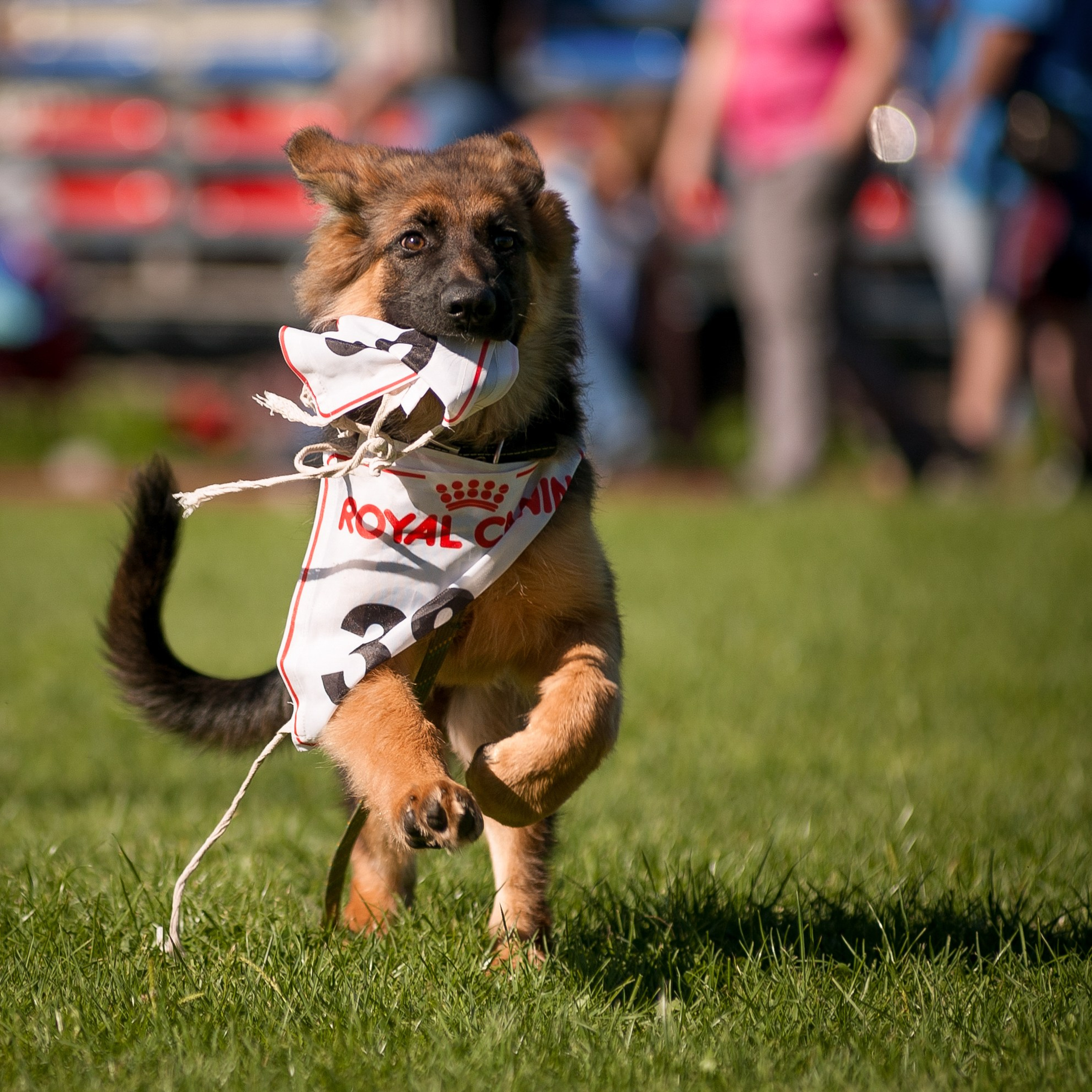 Картинки с выставок немецких овчарок