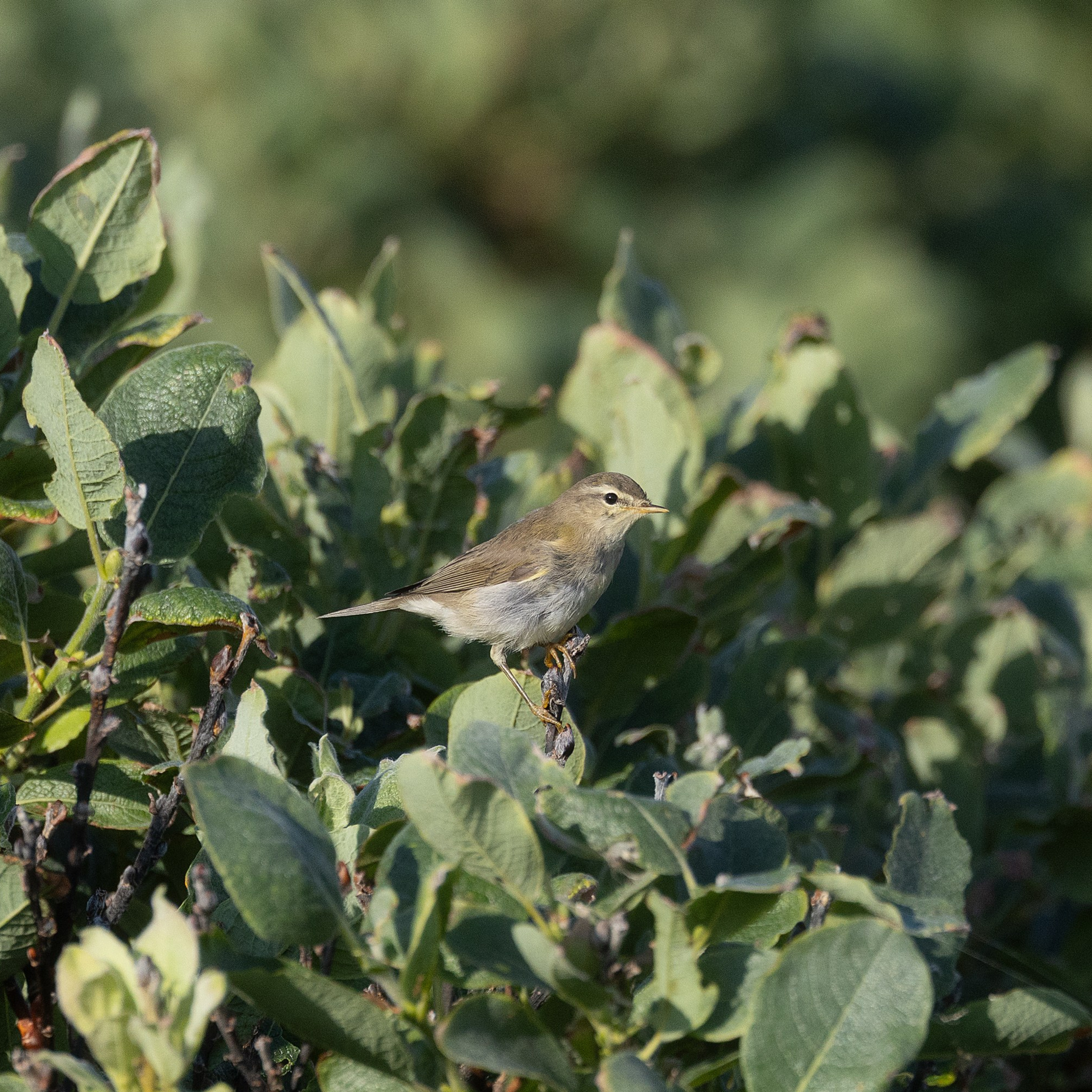 Пеночка-весничка