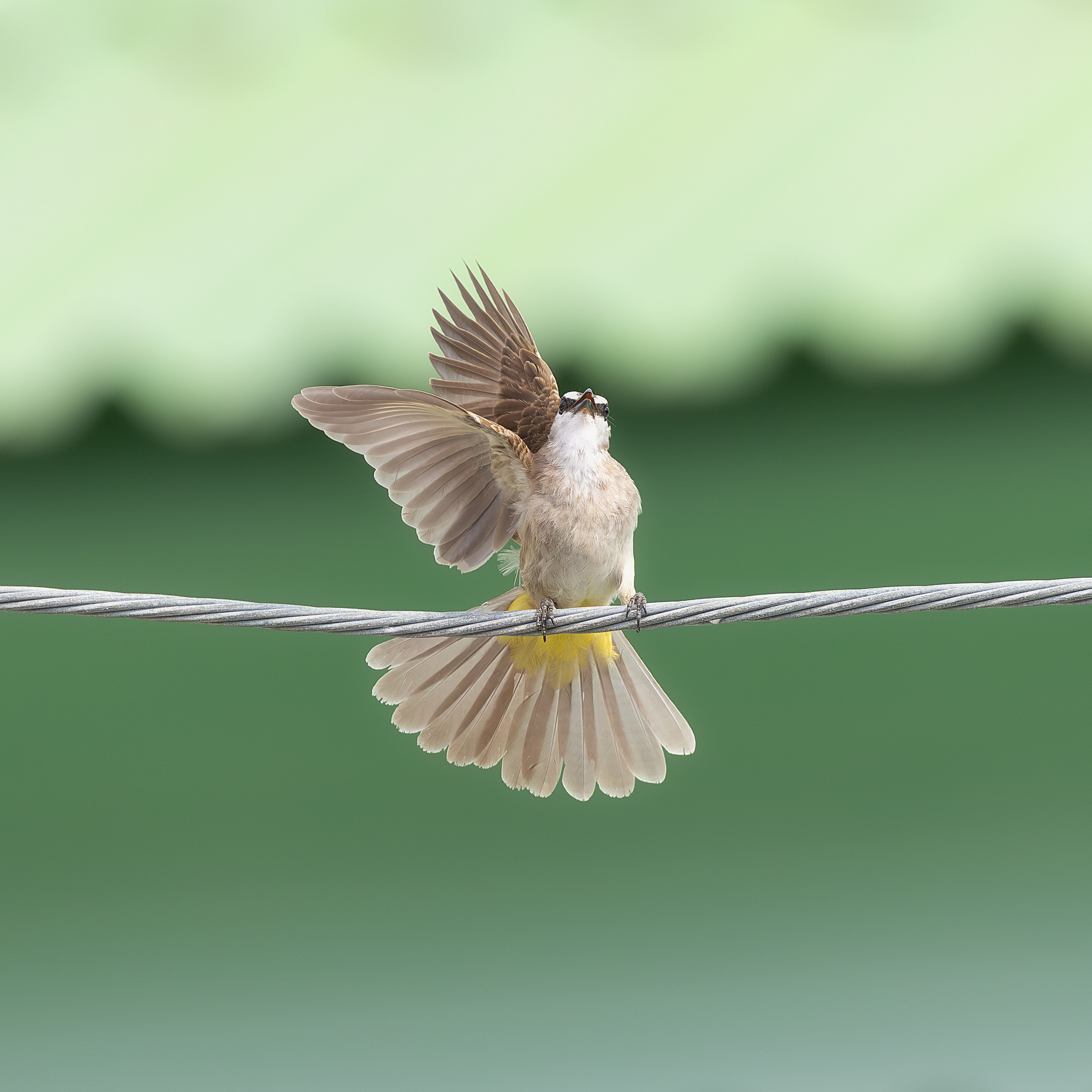 Желтоухий настоящий бюльбюль