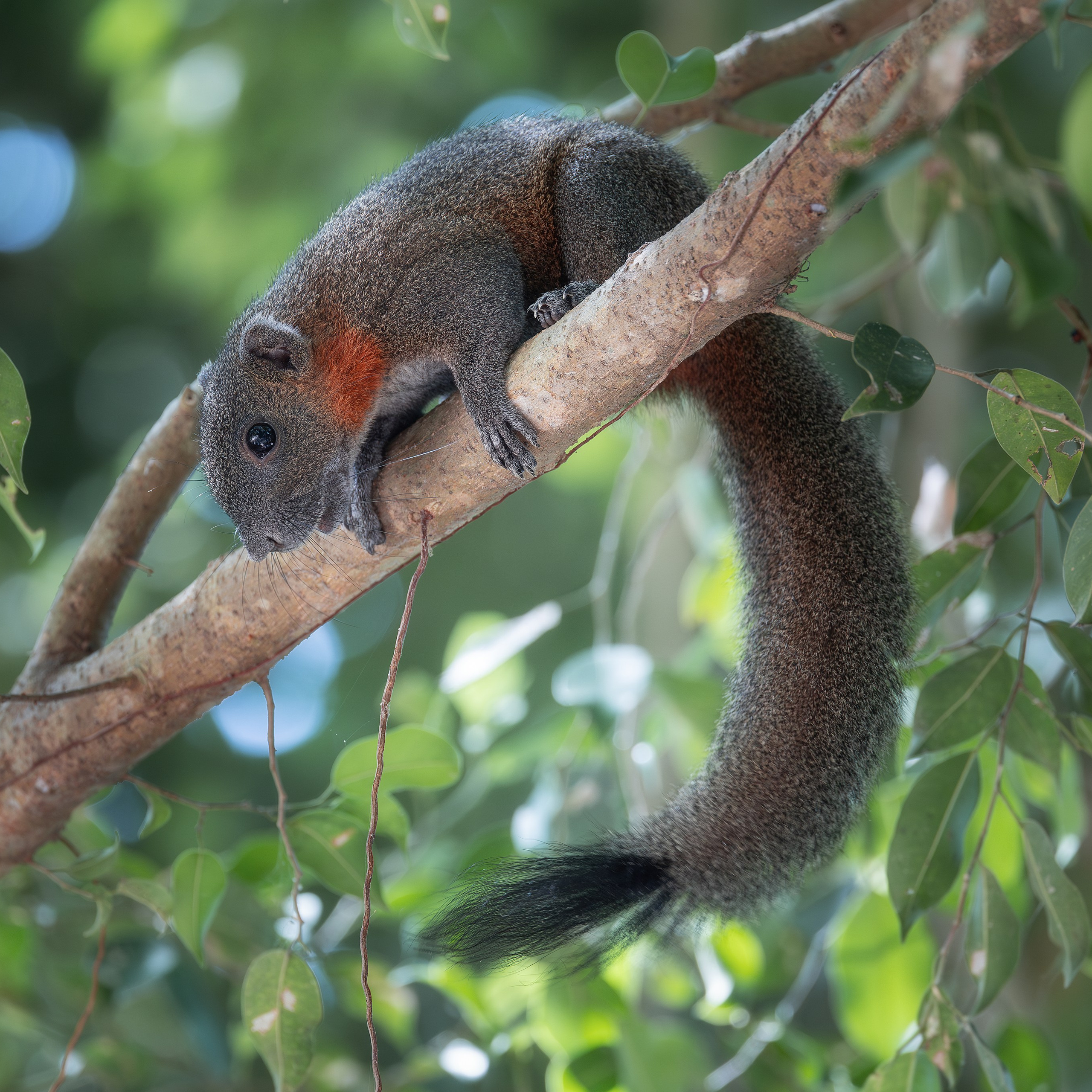 Краснобрюхая белка